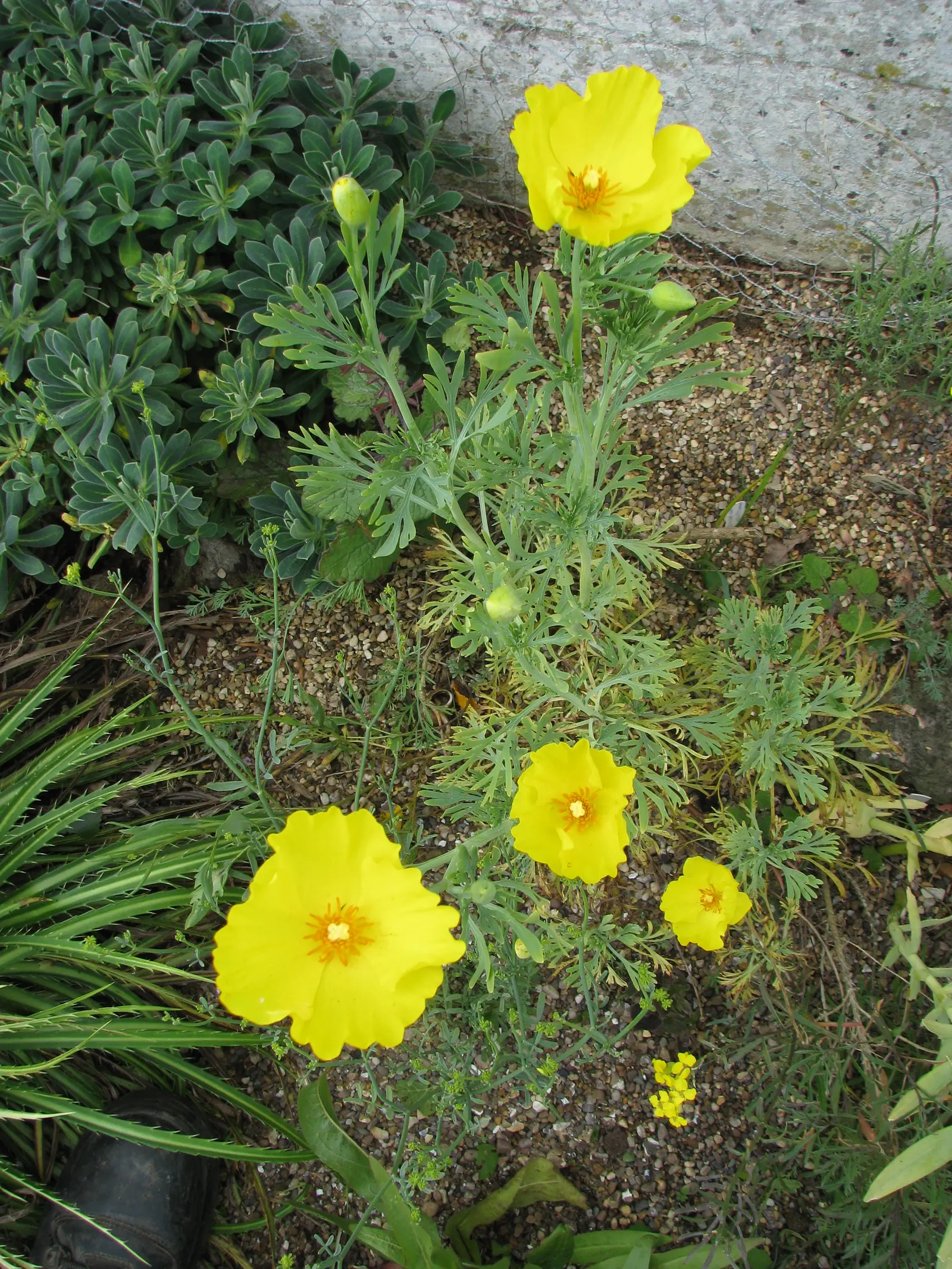 Mexican Tulip Poppy (Hunnemannia Fumariifolia) — This plant typically reaches heights of about 2 to 3 feet and spreads approximately 1 to 1.5 feet; due to its