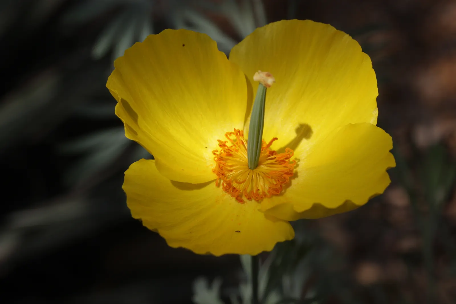 Mexican Tulip Poppy (Hunnemannia Fumariifolia) — It showcases vibrant yellow, tulip-like flowers that bloom throughout summer