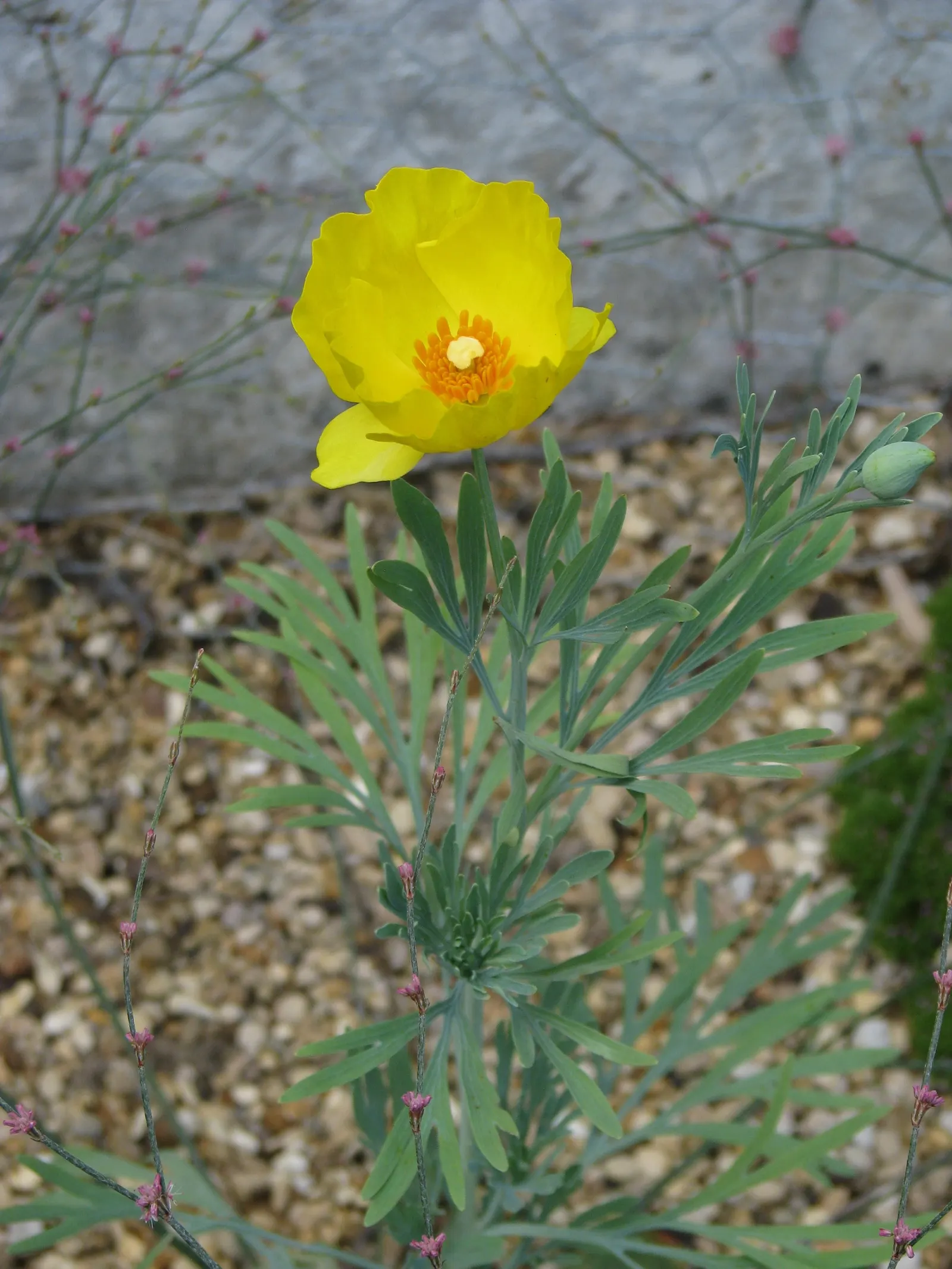 Mexican Tulip Poppy (Hunnemannia Fumariifolia) — it adds a touch of sunny brilliance to any garden setting