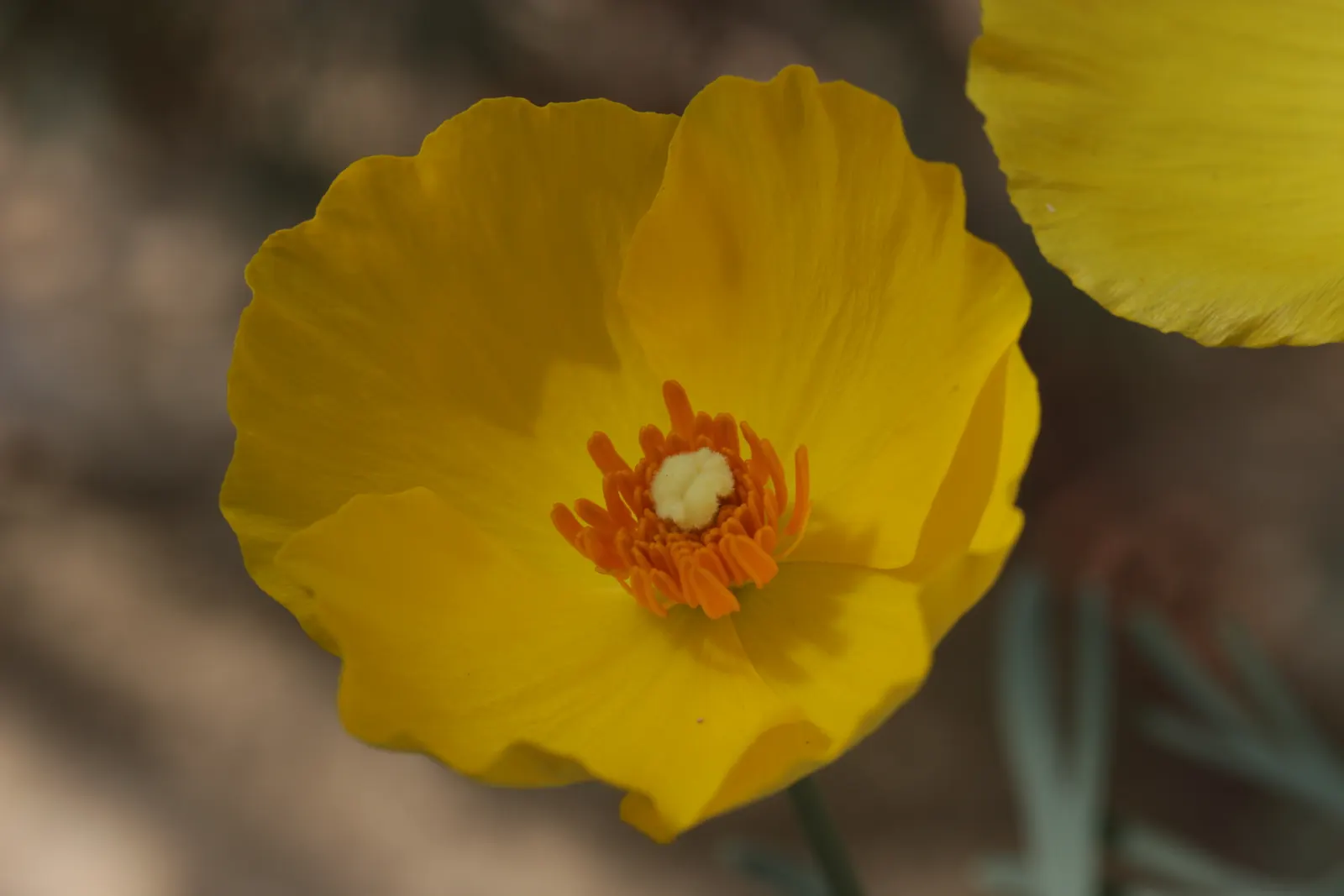 Mexican Tulip Poppy (Hunnemannia Fumariifolia) — Mexican Tulip Poppy (Hunnemannia fumariifolia) is a perennial with a graceful