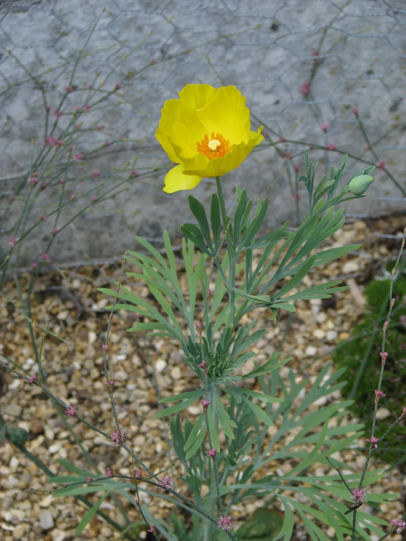 Mexican Tulip Poppy (Hunnemannia Fumariifolia) — is a striking perennial that boasts a vibrant display of golden-yellow blooms; gold and orange flowers in the
