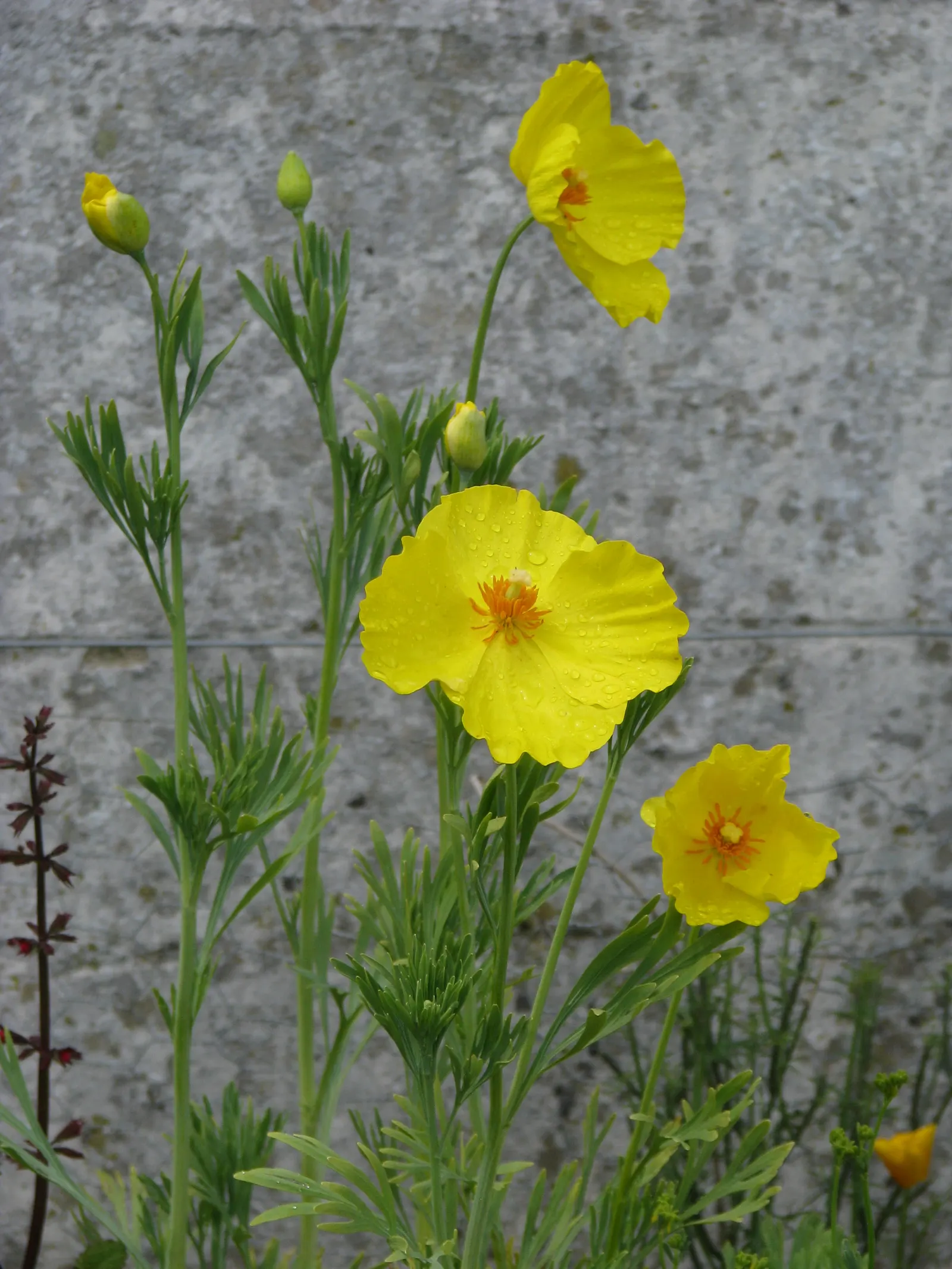 Mexican Tulip Poppy (Hunnemannia Fumariifolia) — presenting a bushy habit with fine