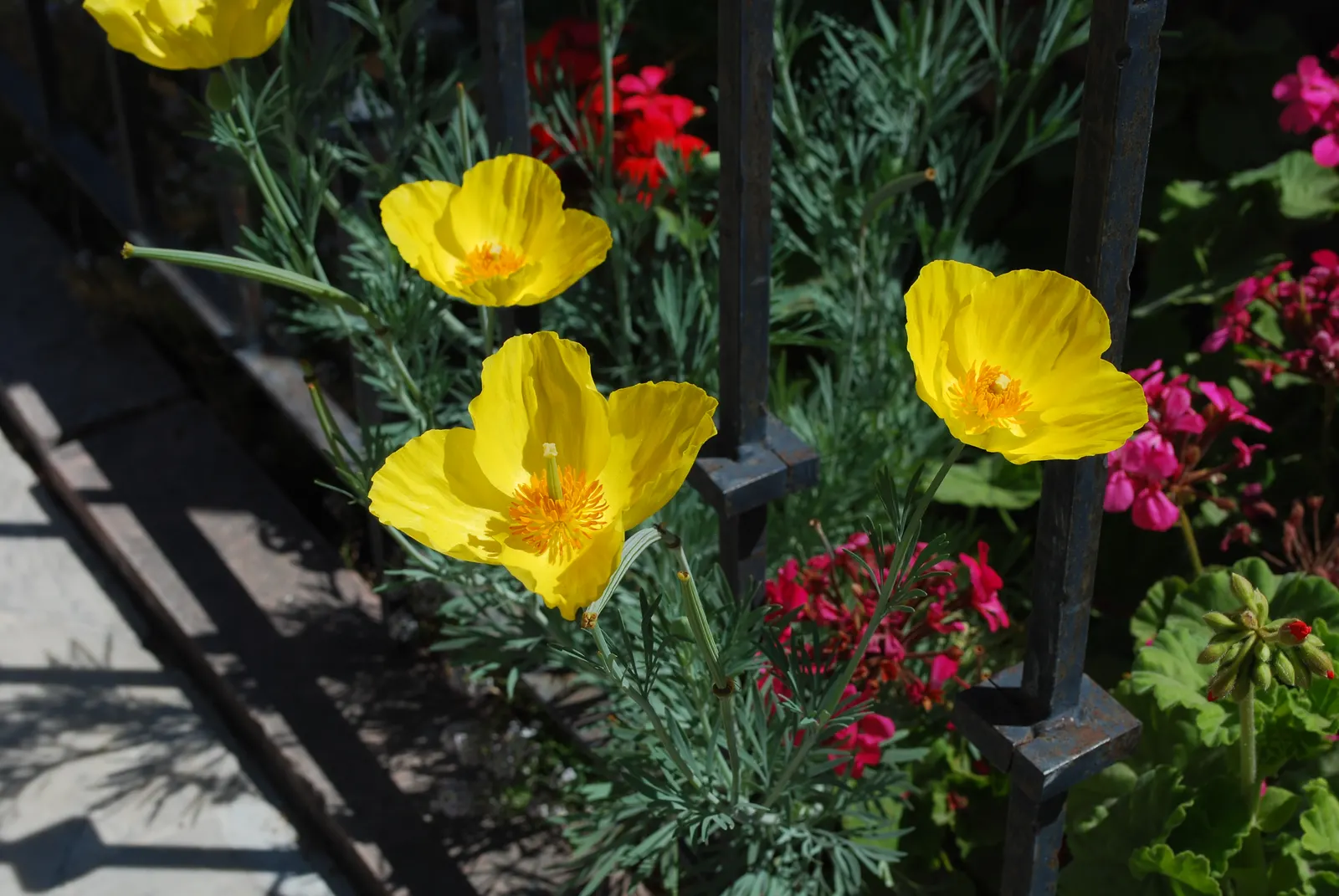 Mexican Tulip Poppy (Hunnemannia Fumariifolia) — demonstrates a notable drought tolerance