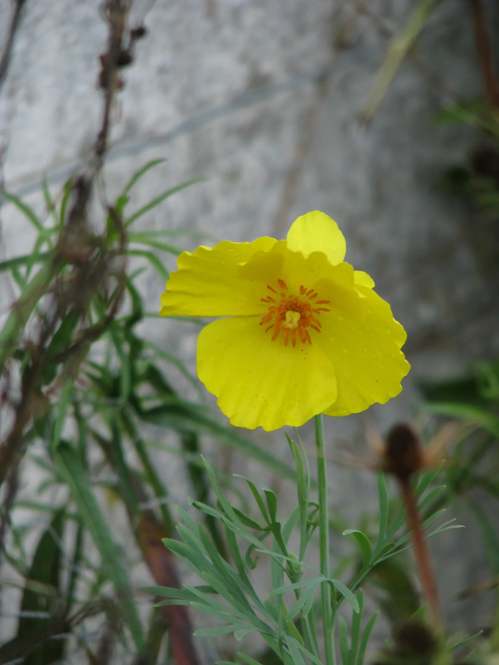 Mexican Tulip Poppy (Hunnemannia Fumariifolia) — is a striking perennial that boasts a vibrant display of golden-yellow blooms