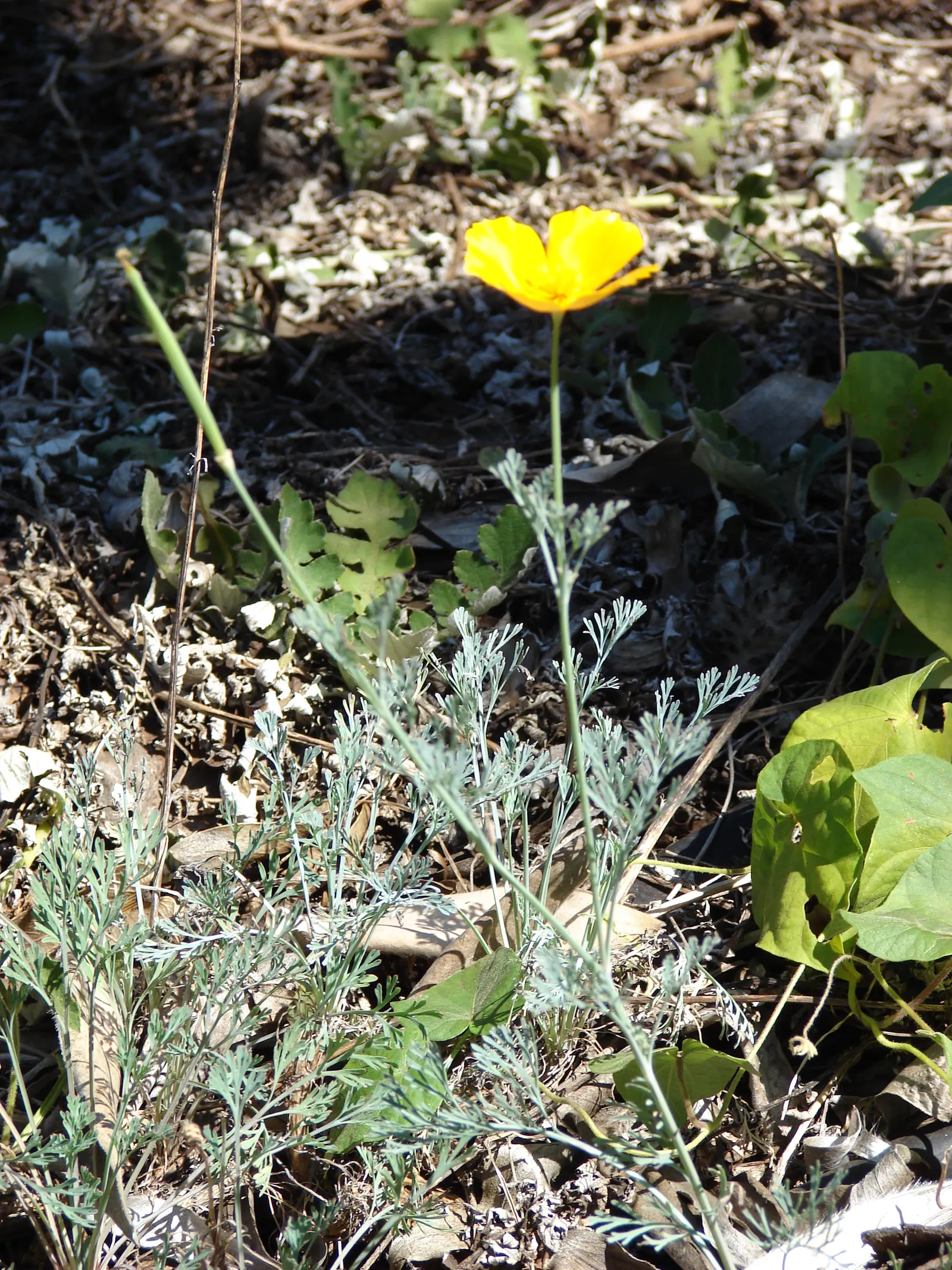 Mexican Tulip Poppy (Hunnemannia Fumariifolia) — Ideal for adding a splash of color to borders or as a standout in wildflower gardens; native to the, image 53