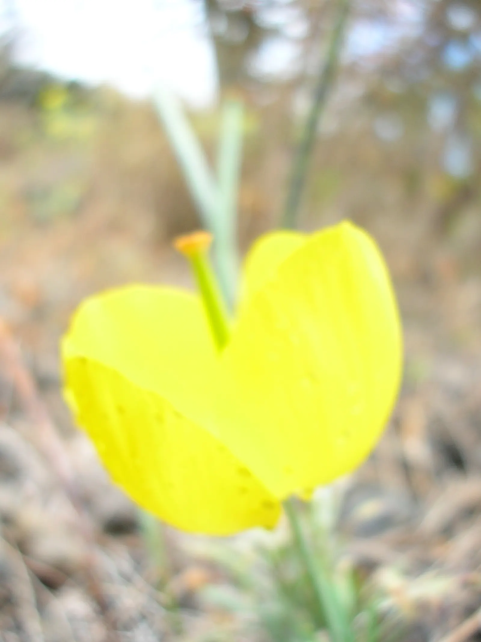 Mexican Tulip Poppy (Hunnemannia Fumariifolia) — perennial for full or half; deadheading will encourage further blooming and help to maintain its visual appeal