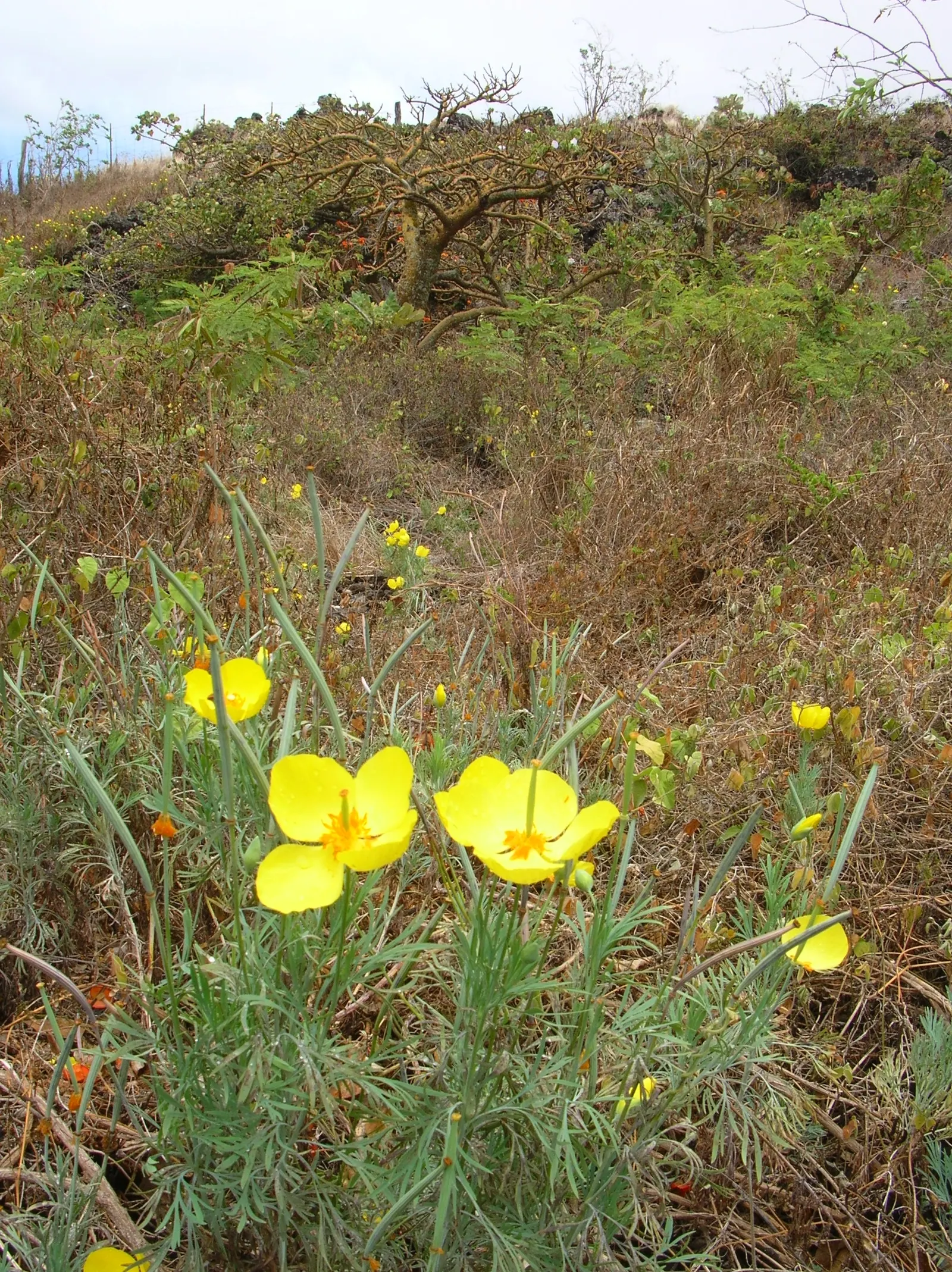 Mexican Tulip Poppy (Hunnemannia Fumariifolia) — Ideal for adding a splash of color to borders or as a standout in wildflower gardens; native to the