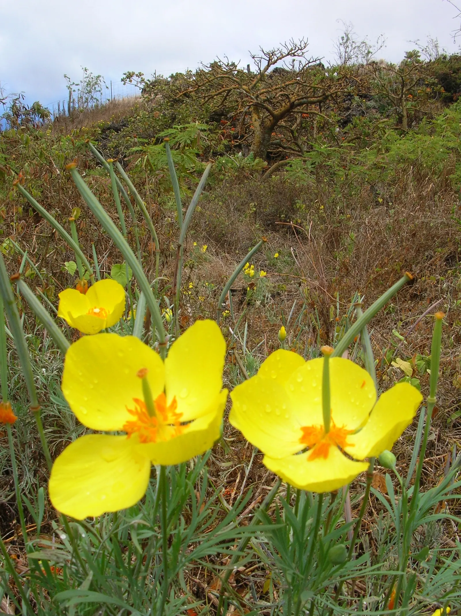 Mexican Tulip Poppy (Hunnemannia Fumariifolia) — Its flowering season extends from mid-summer to early fall