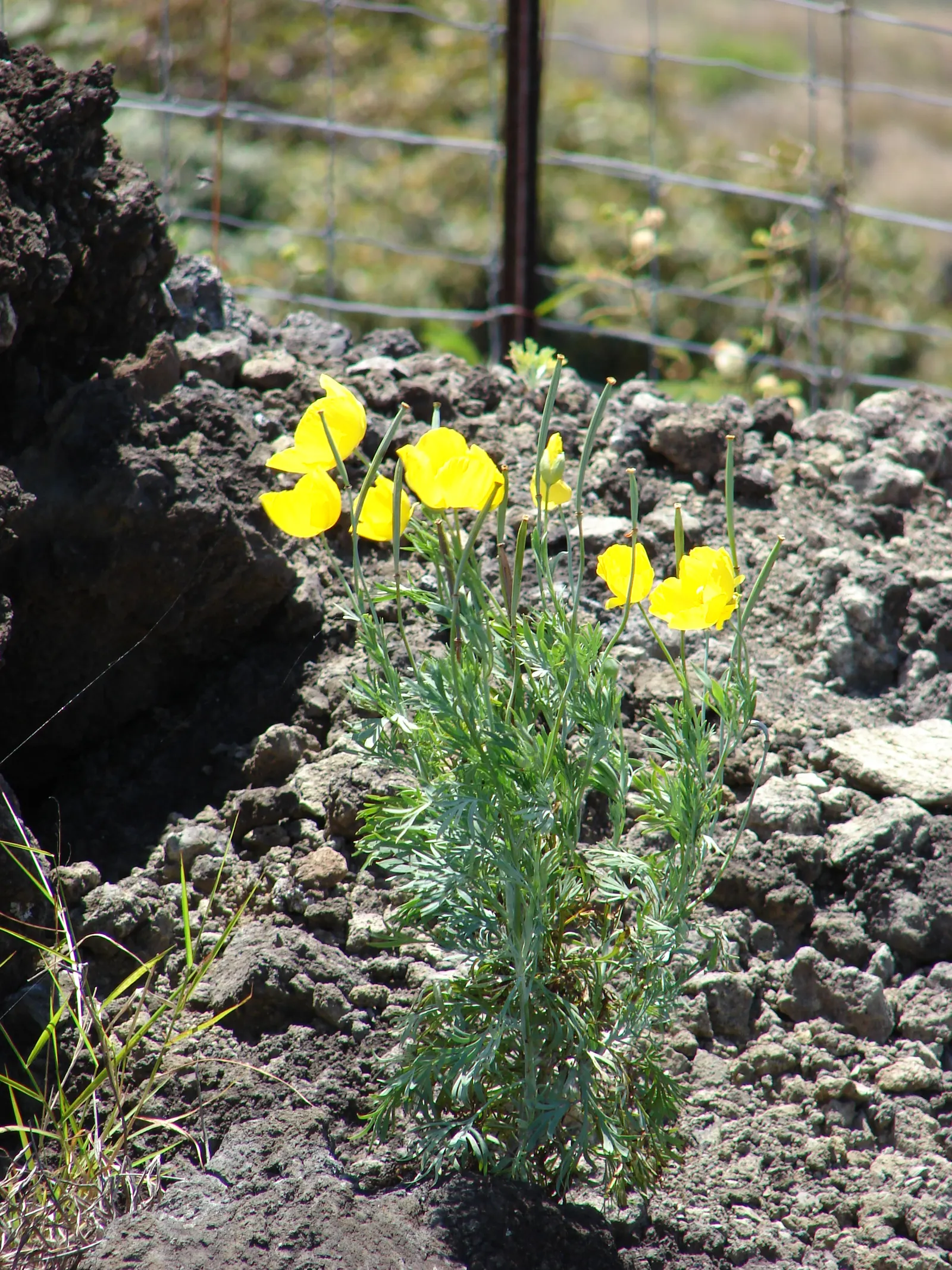 Mexican Tulip Poppy (Hunnemannia Fumariifolia) — Mexican Tulip Poppy (Hunnemannia fumariifolia) is a perennial with a graceful; thriving in full, image 49