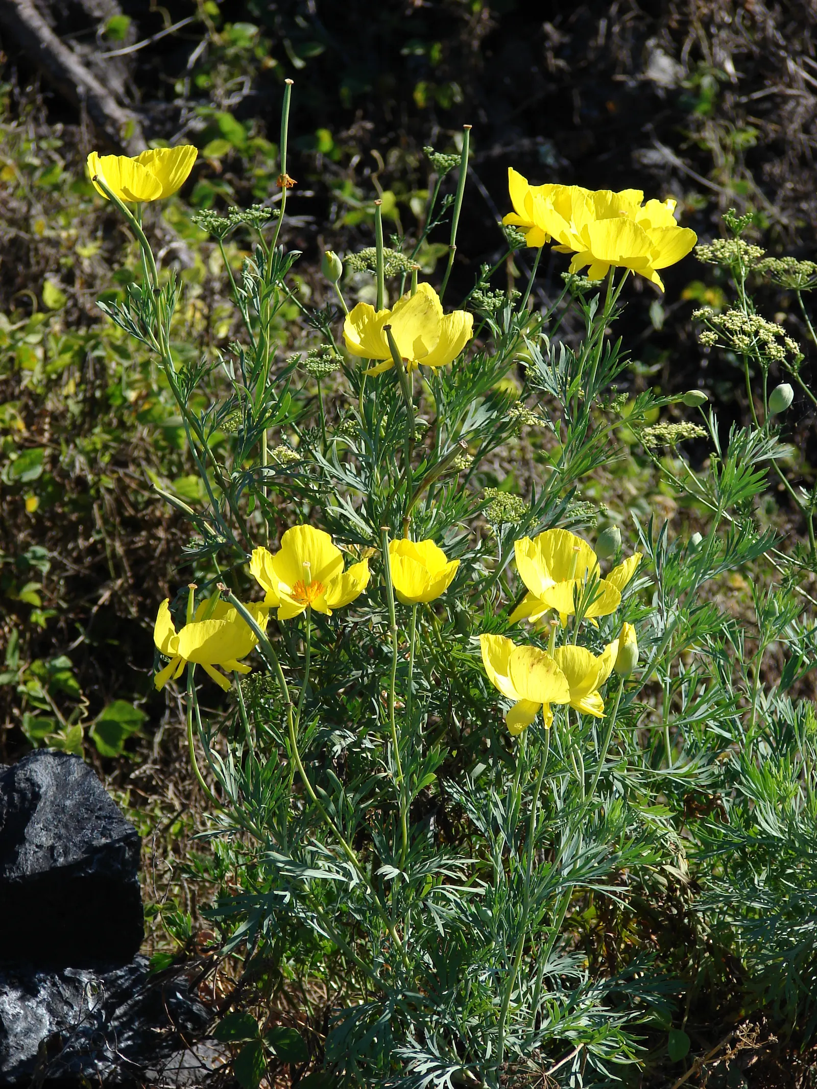 Mexican Tulip Poppy (Hunnemannia Fumariifolia) — reaching up to 2-3 feet tall and 1-1.5 feet wide; presenting a bushy habit with fine, image 50