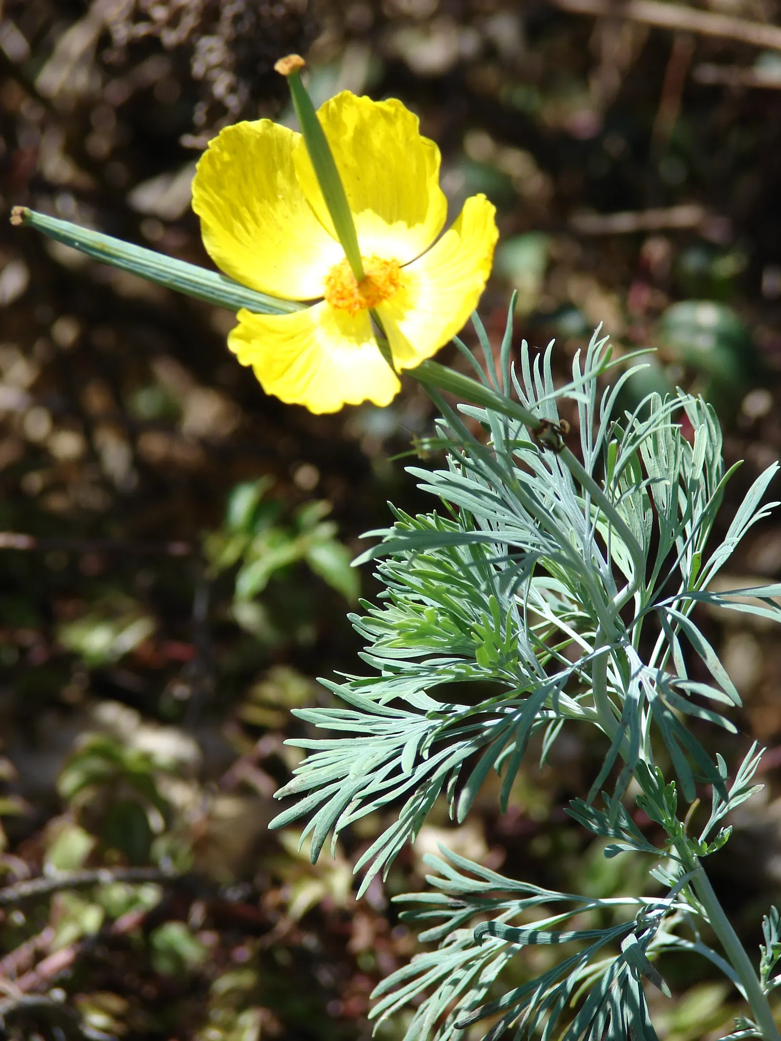 Mexican Tulip Poppy (Hunnemannia Fumariifolia) — Mexican Tulip Poppy (Hunnemannia fumariifolia) is a perennial with a graceful; thriving in full sun and