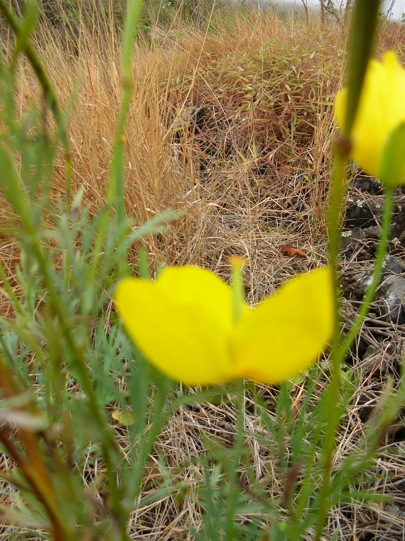 Mexican Tulip Poppy (Hunnemannia Fumariifolia) — demonstrates a notable drought tolerance; perennial with gold and orange blooms