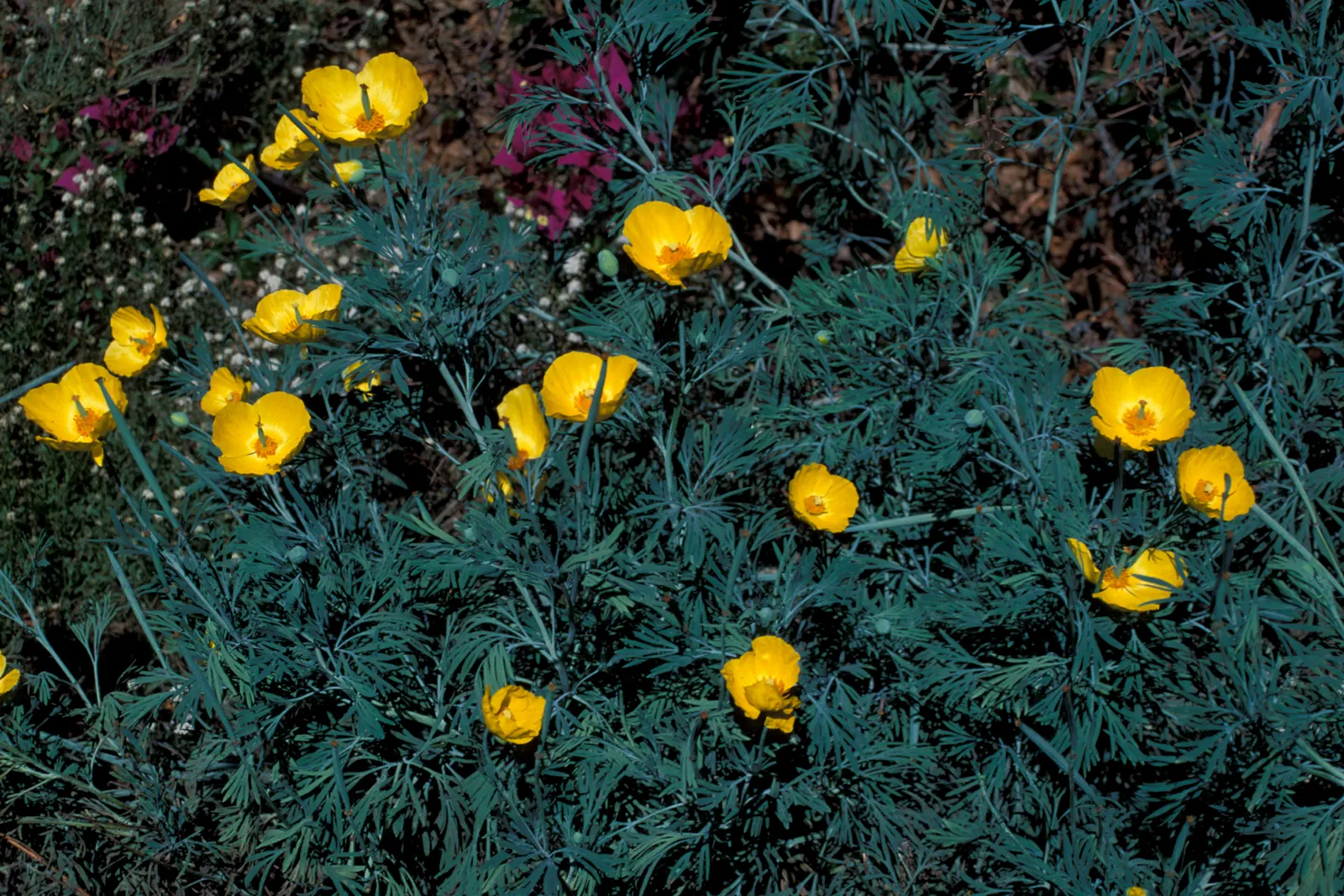 Mexican Tulip Poppy (Hunnemannia Fumariifolia) — These blooms not only attract the eye but also serve as a source of nectar for pollinators; it showcases