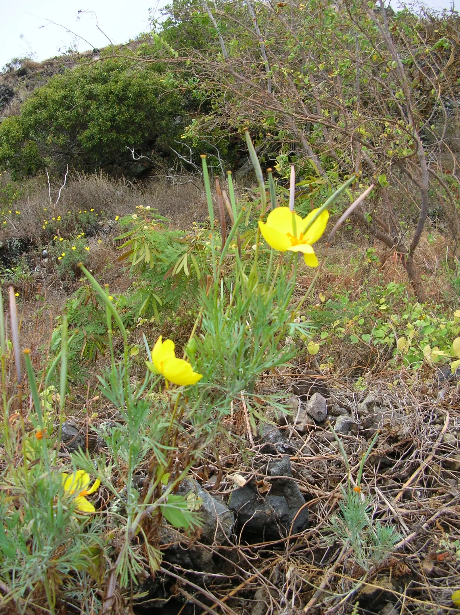 Mexican Tulip Poppy (Hunnemannia Fumariifolia) — Due to its dislike for wet or cold winter conditions; this plant typically reaches heights of about 2 to 3