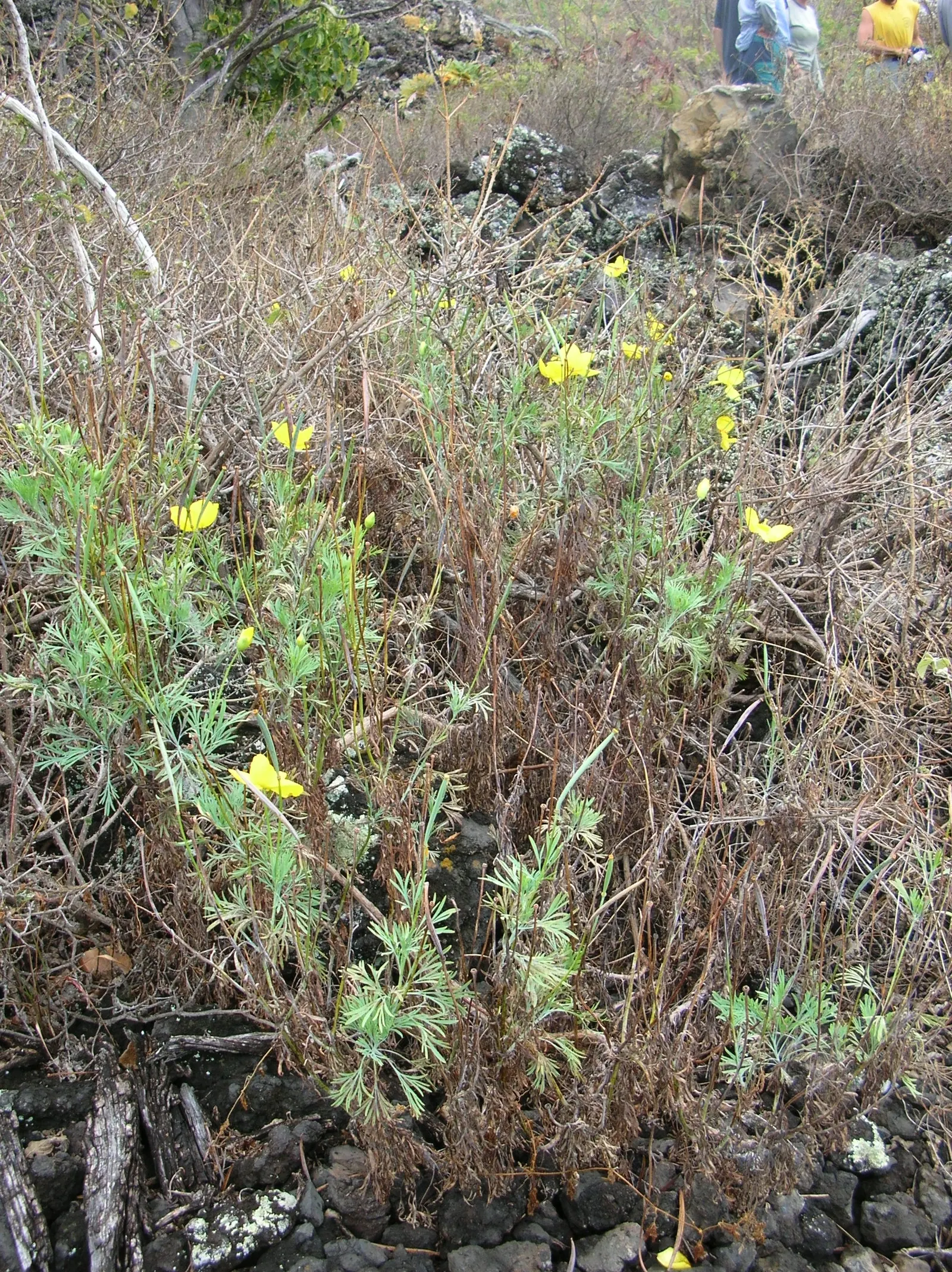 Mexican Tulip Poppy (Hunnemannia Fumariifolia) — reaching up to 2-3 feet tall and 1-1.5 feet wide