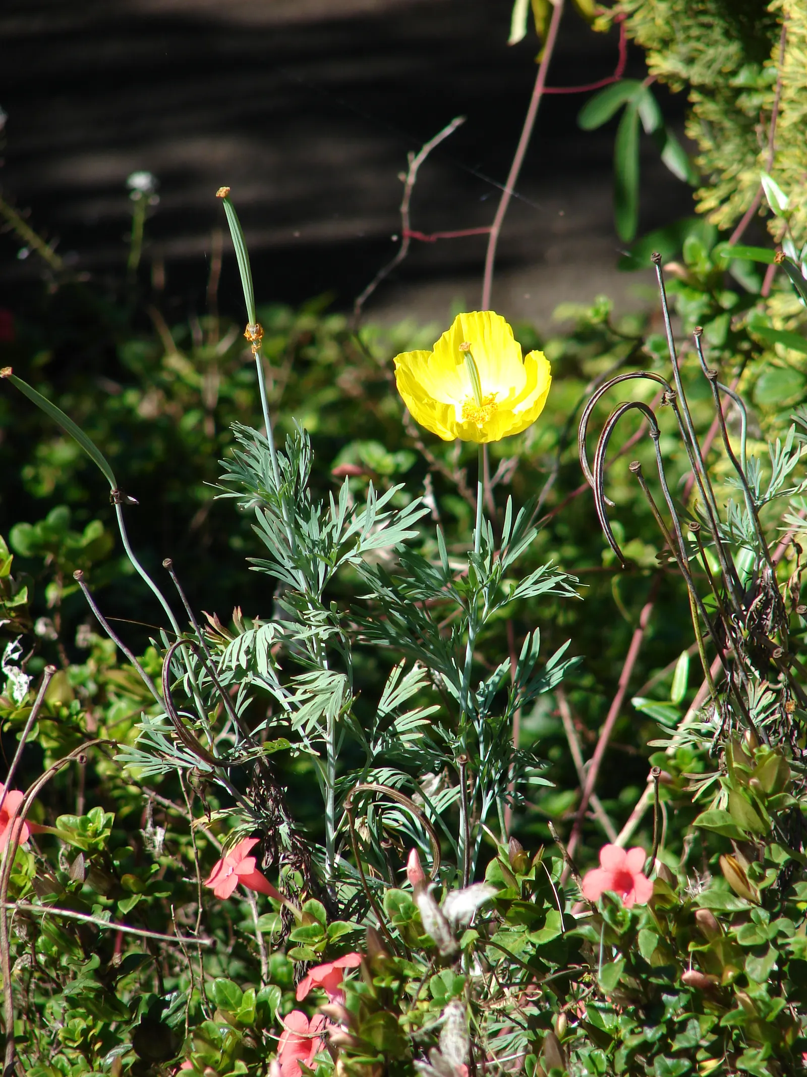 Mexican Tulip Poppy (Hunnemannia Fumariifolia) — reaching up to 2-3 feet tall and 1-1.5 feet wide; presenting a bushy habit with fine