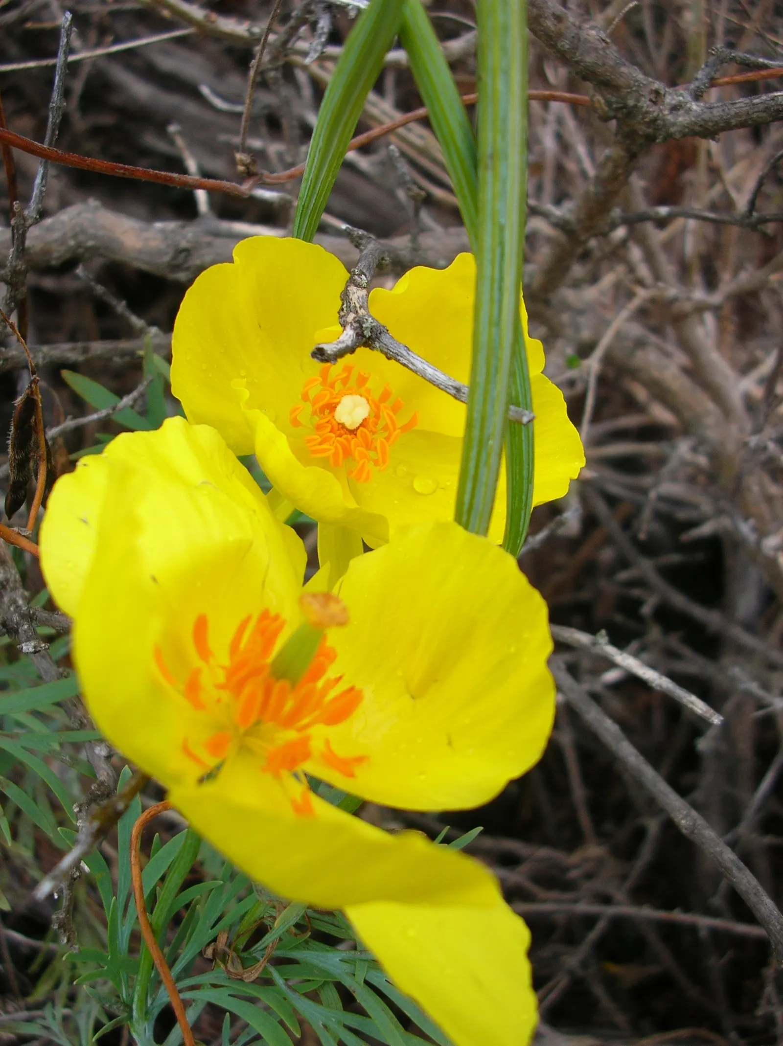Mexican Tulip Poppy (Hunnemannia Fumariifolia) — Deadheading will encourage further blooming and help to maintain its visual appeal; perennial for full or half