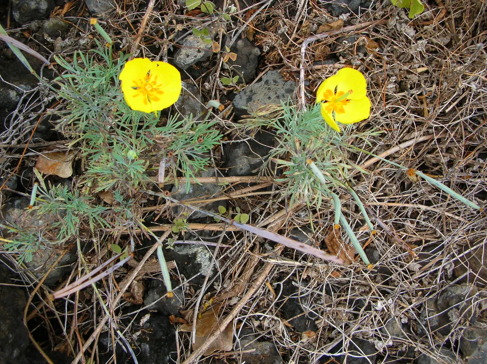 Mexican Tulip Poppy (Hunnemannia Fumariifolia) — making it suitable for xeriscaping