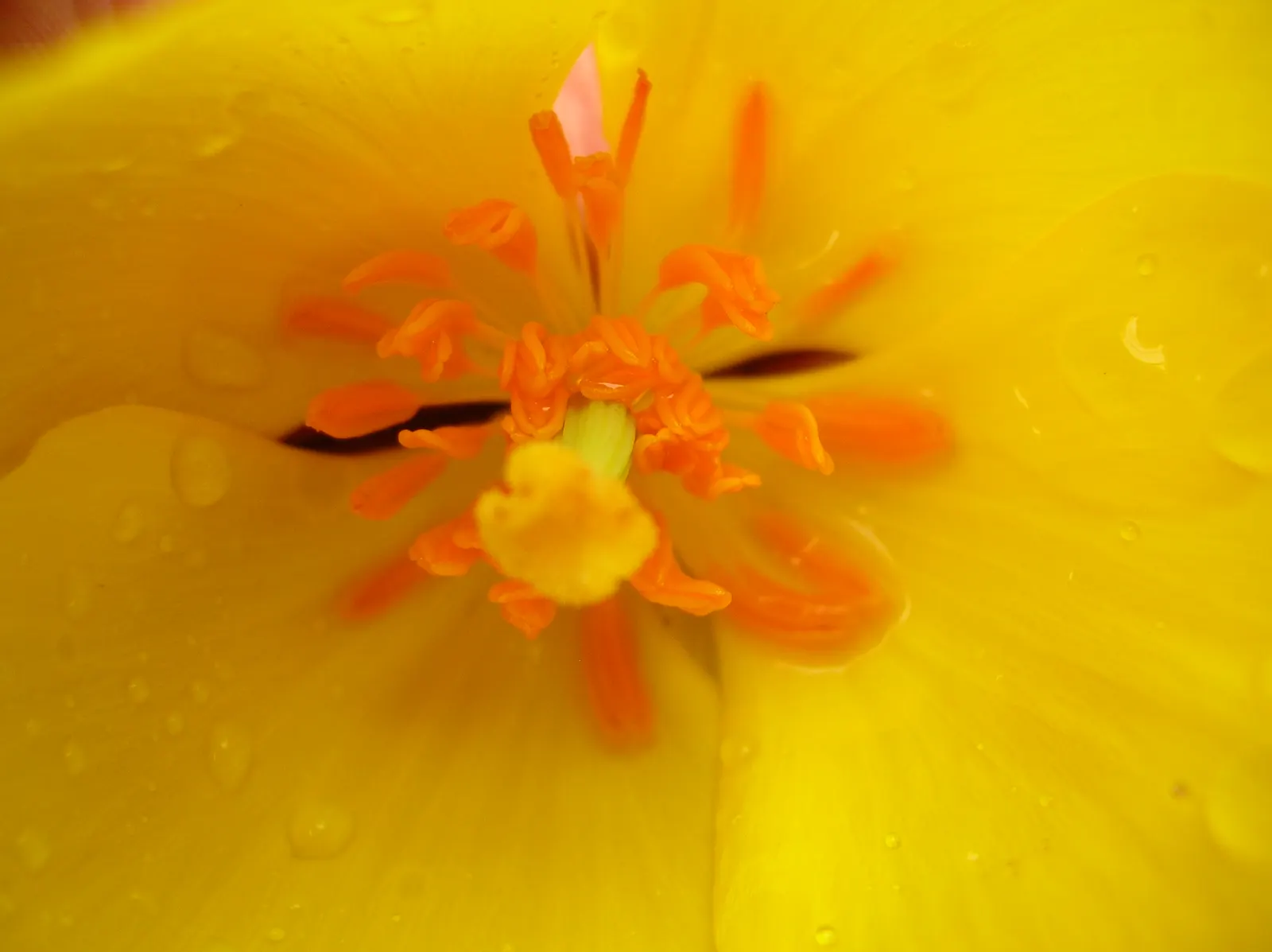 Mexican Tulip Poppy (Hunnemannia Fumariifolia) — provision of appropriate drainage and shelter from extreme weather will support its perennial nature