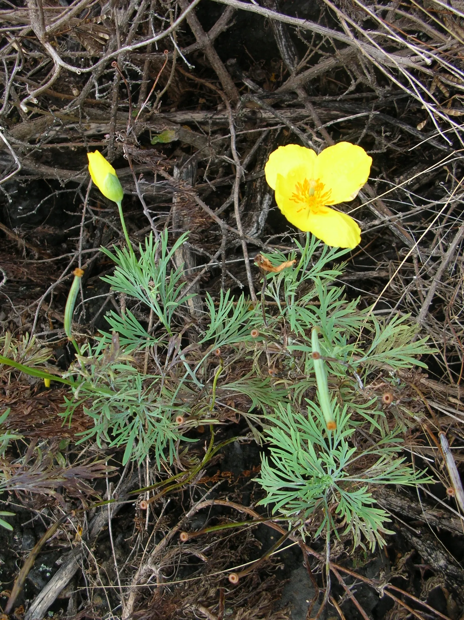 Mexican Tulip Poppy (Hunnemannia Fumariifolia) — provision of appropriate drainage and shelter from extreme weather will support its perennial nature; with