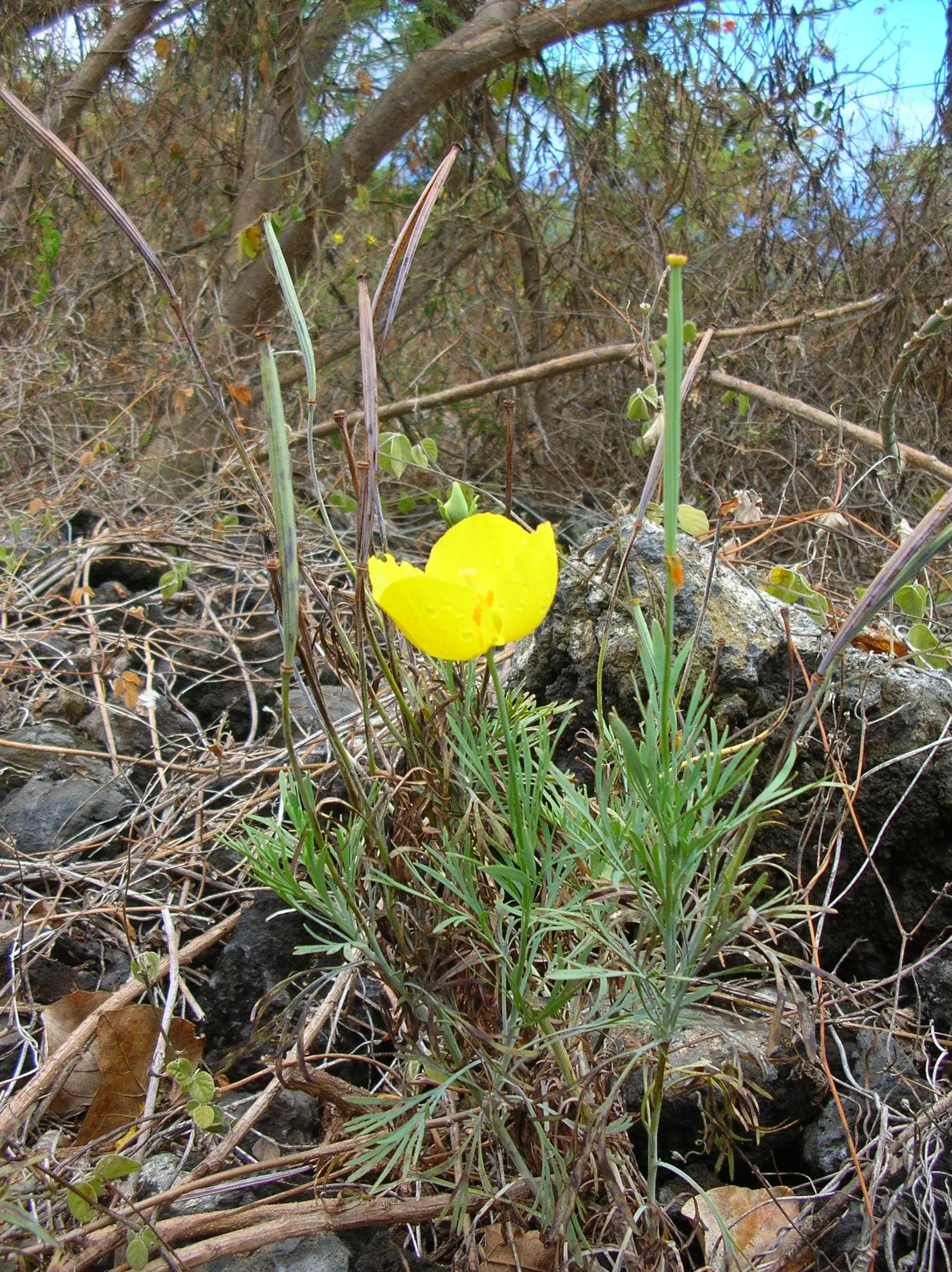 Mexican Tulip Poppy (Hunnemannia Fumariifolia) — satiny flowers.<br><br>Flourishing best in full sun conditions