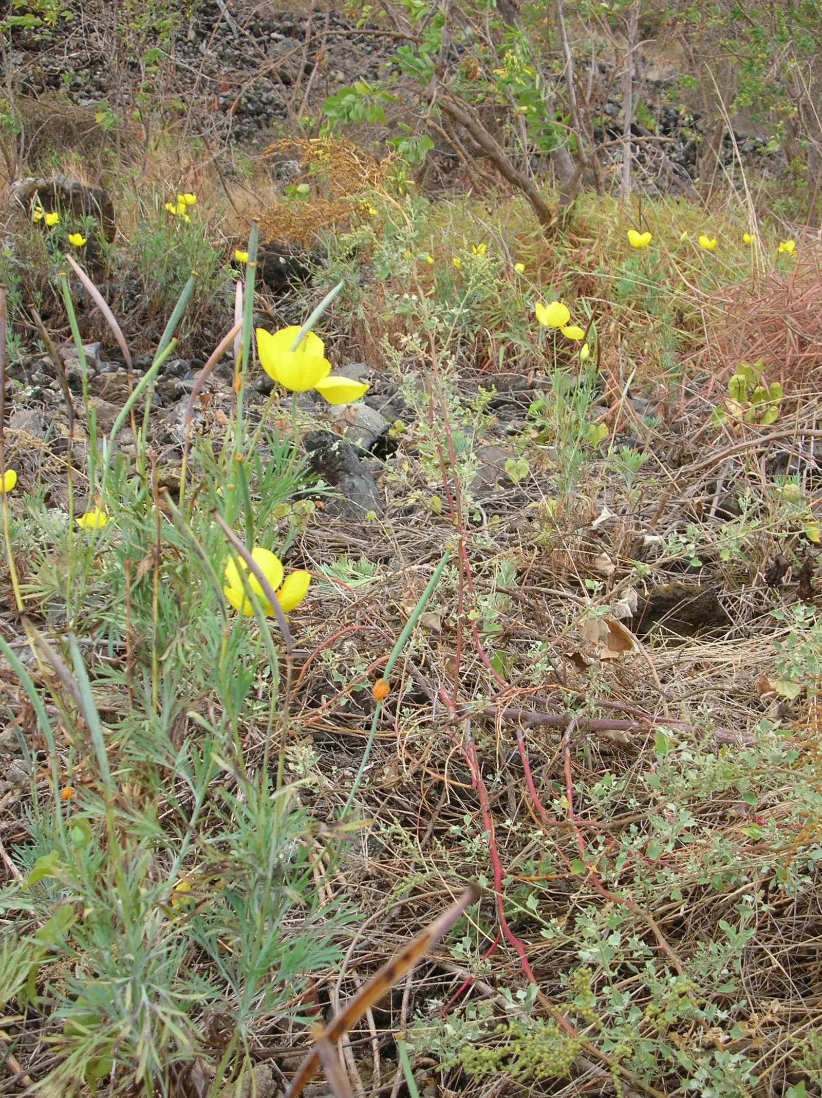Mexican Tulip Poppy (Hunnemannia Fumariifolia) — scientifically known as Hunnemannia fumariifolia; making it suitable for xeriscaping