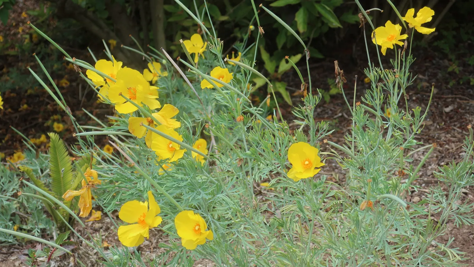 Mexican Tulip Poppy (Hunnemannia Fumariifolia) — Its flowering season extends from mid-summer to early fall; satiny flowers.<br><br>Flourishing best in full
