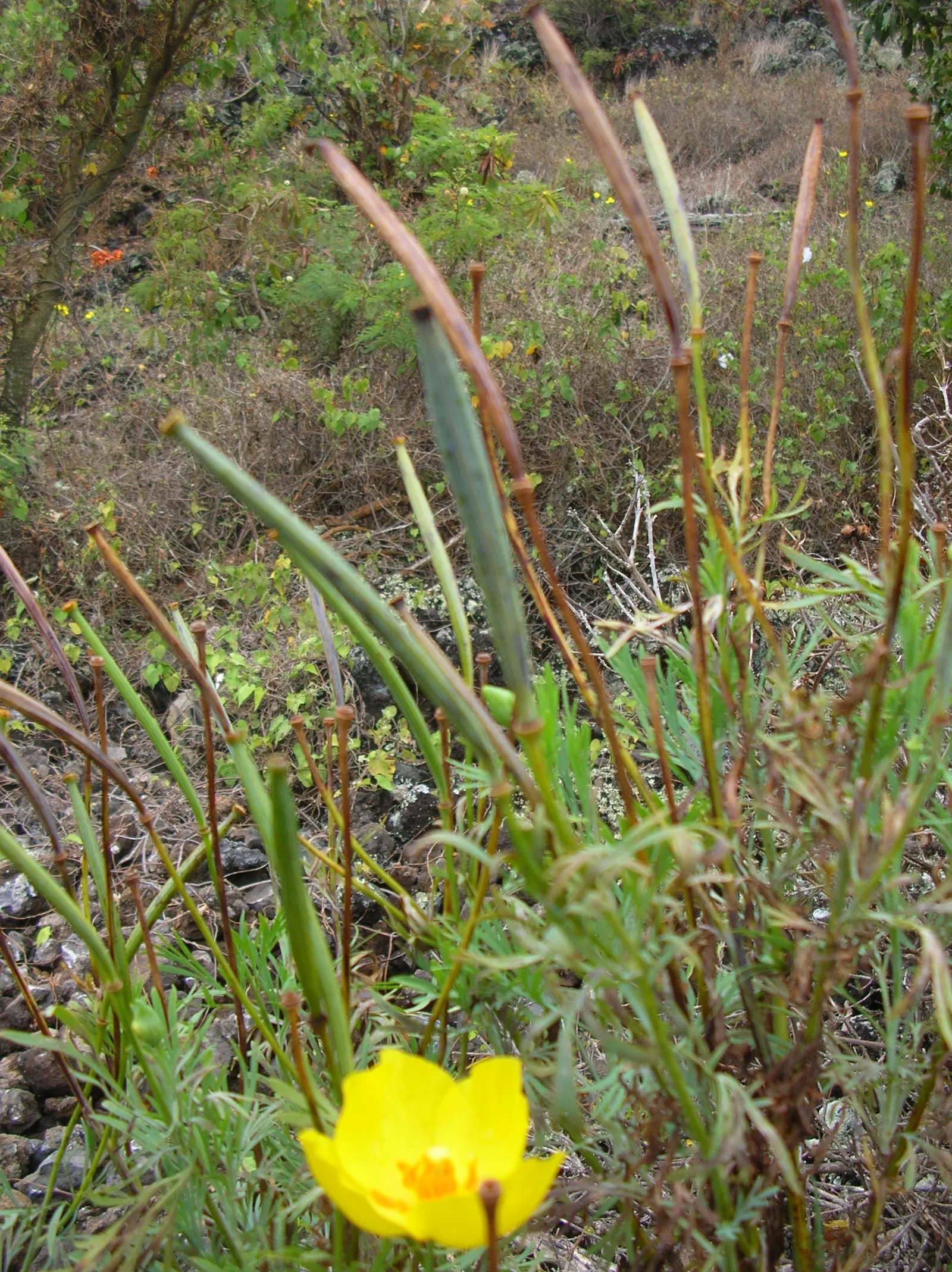 Mexican Tulip Poppy (Hunnemannia Fumariifolia) — scientifically known as Hunnemannia fumariifolia; making it suitable for xeriscaping, image 54