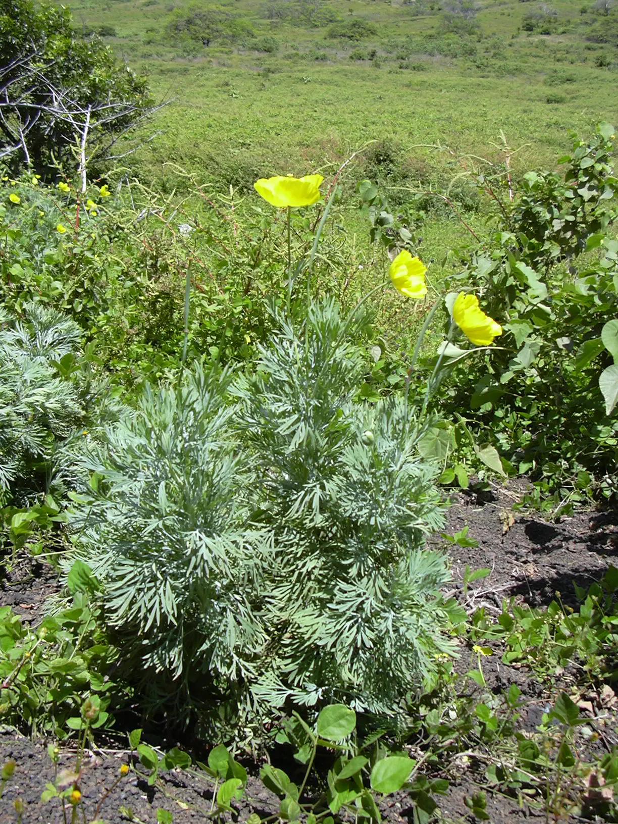 Mexican Tulip Poppy (Hunnemannia Fumariifolia) — gold and orange flowers in the garden; is a striking perennial that boasts a vibrant display of golden-yellow