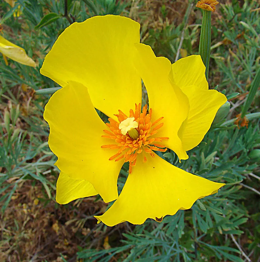 Mexican Tulip Poppy (Hunnemannia Fumariifolia) — Thriving in full sun and well-drained soil, it's drought-tolerant once established; mexican Tulip, image 52