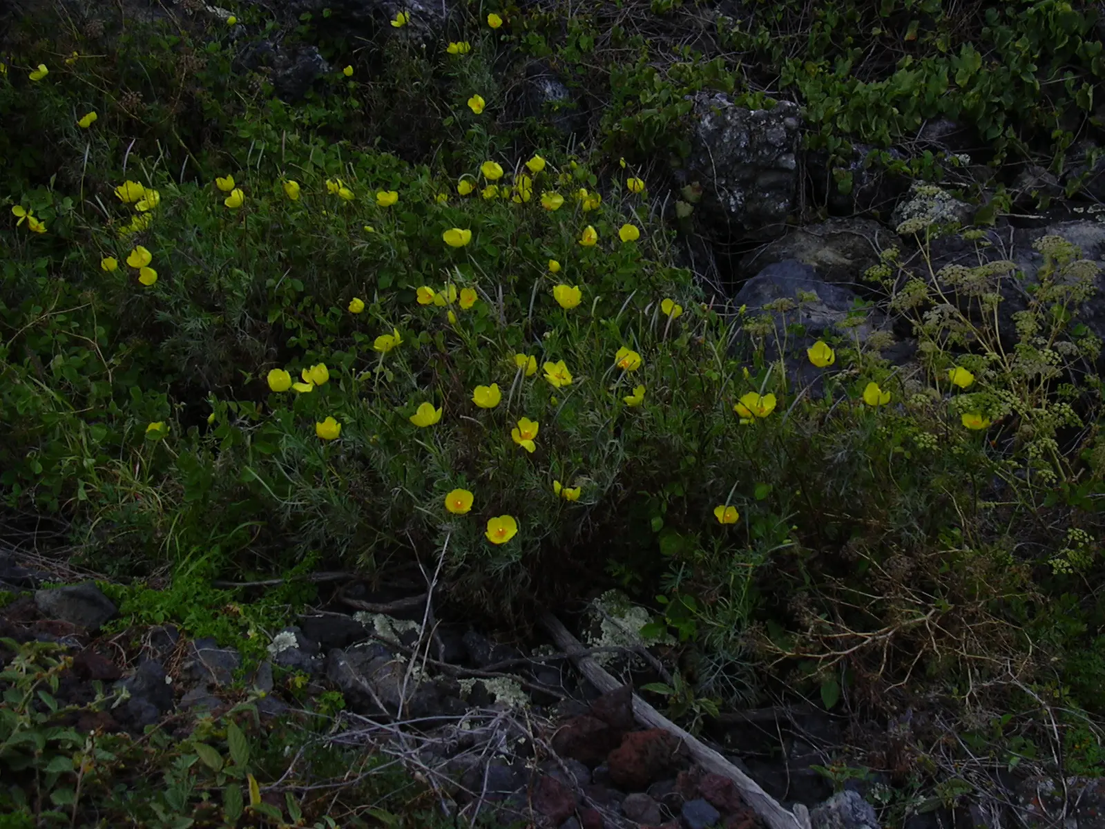 Mexican Tulip Poppy (Hunnemannia Fumariifolia) — Due to its dislike for wet or cold winter conditions