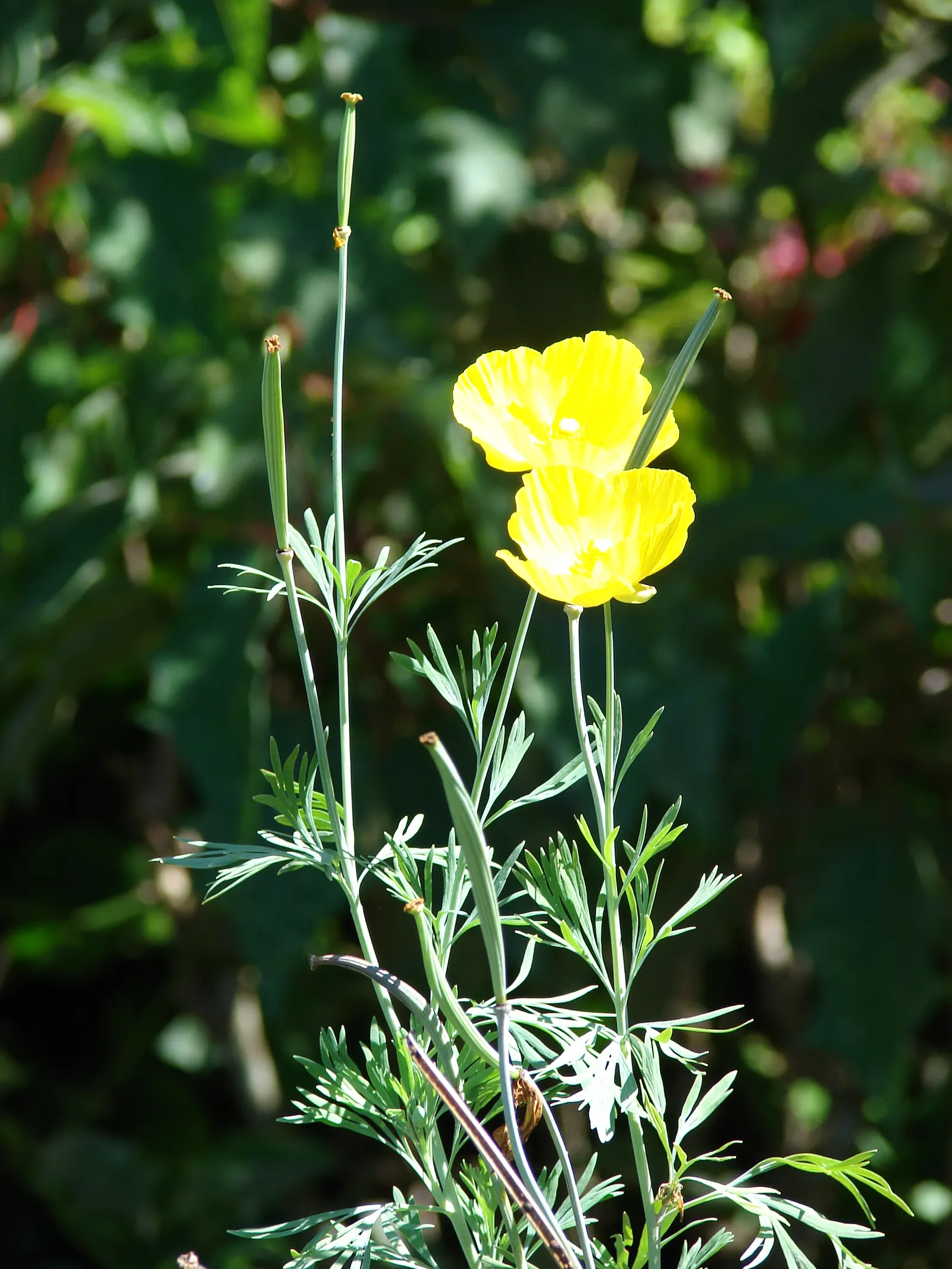 Mexican Tulip Poppy (Hunnemannia Fumariifolia) — Deadheading will encourage further blooming and help to maintain its visual appeal