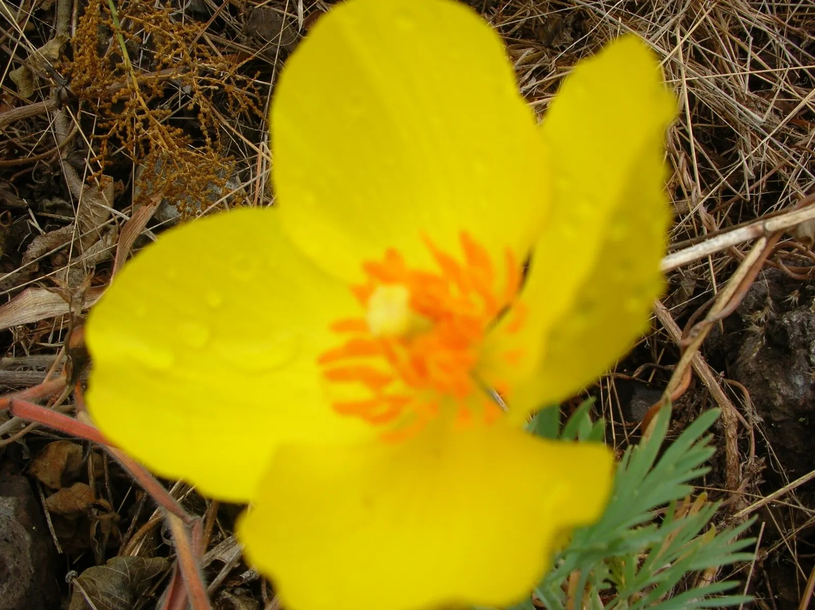 Mexican Tulip Poppy (Hunnemannia Fumariifolia) — perennial with gold and orange blooms; demonstrates a notable drought tolerance