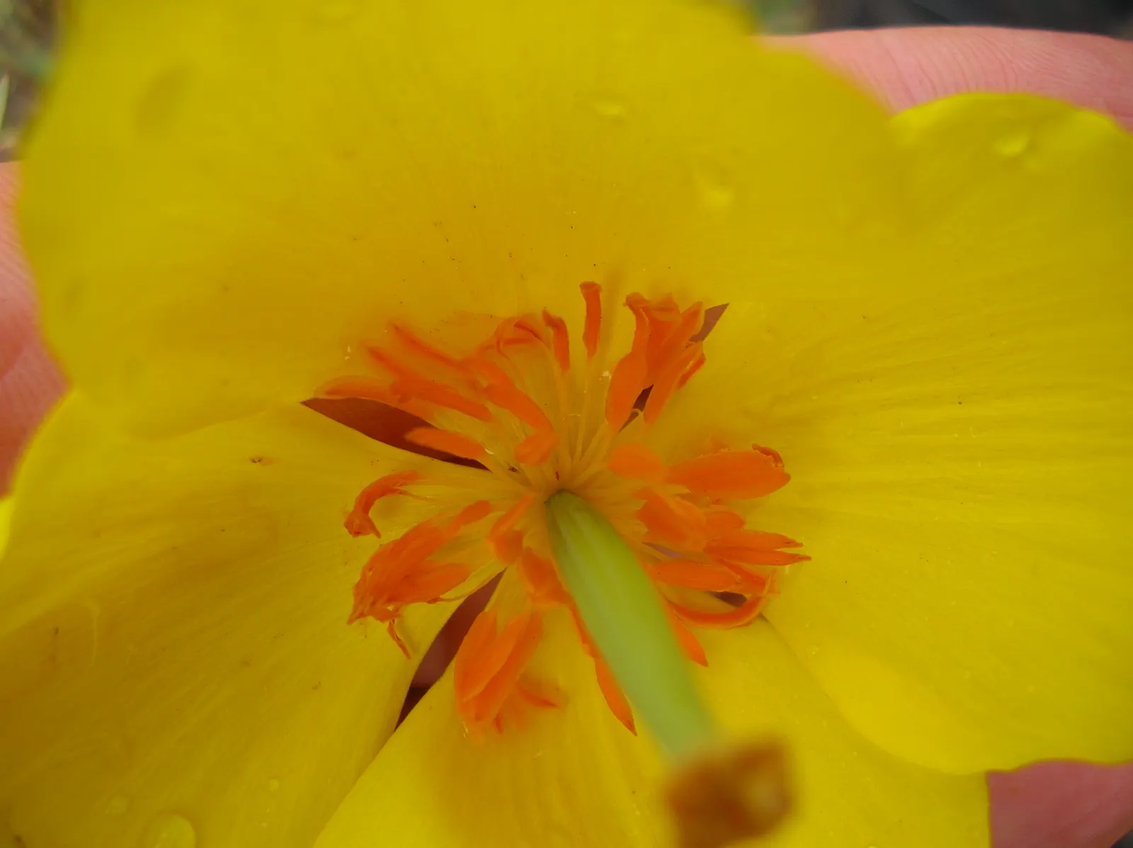 Mexican Tulip Poppy (Hunnemannia Fumariifolia) — Native to the high-altitude regions of Mexico and south-central United States