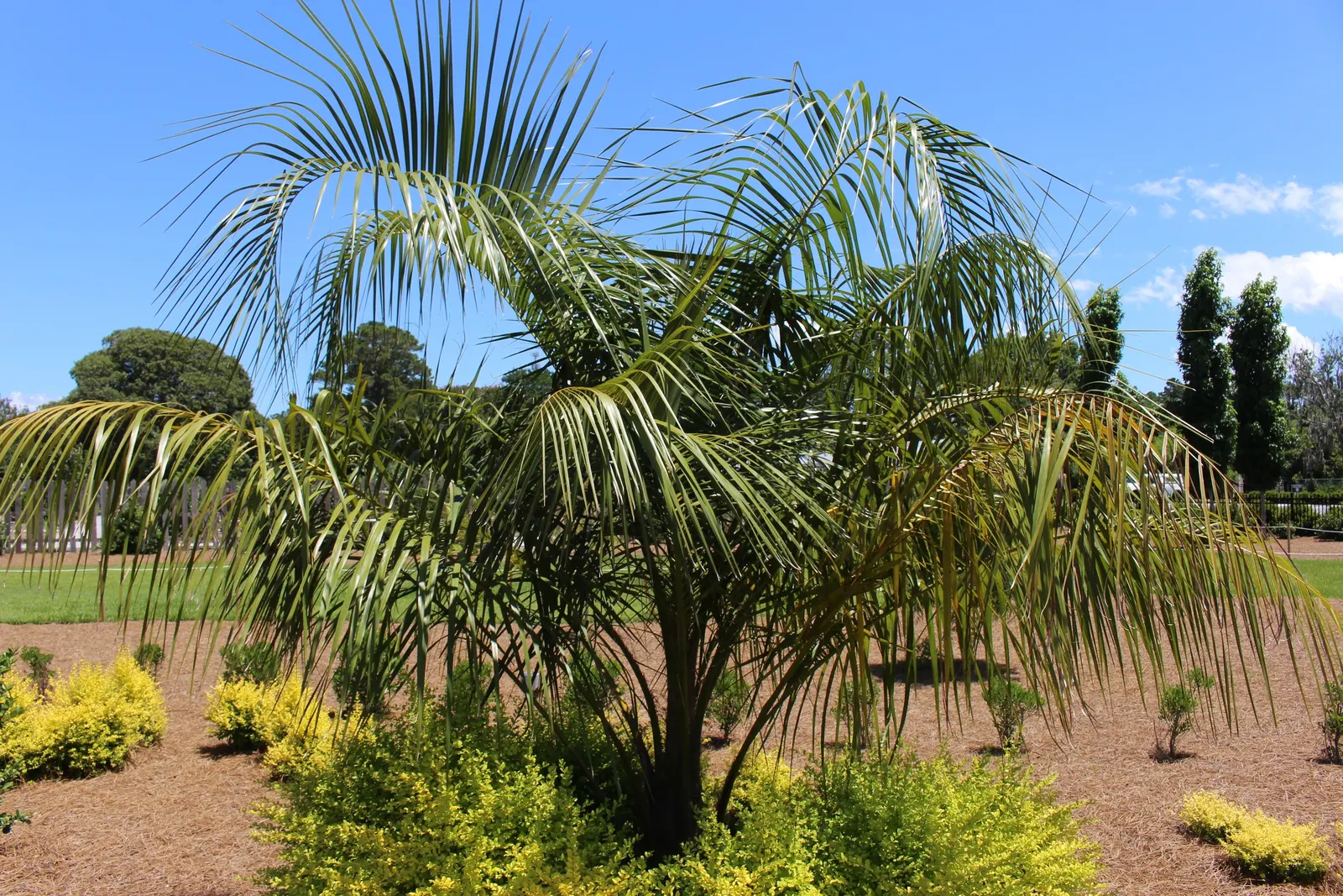 Mule Palm (Butiagrus Nabonnandii) — The Mule Palm (Butiagrus nabonnandii) is a striking hybrid