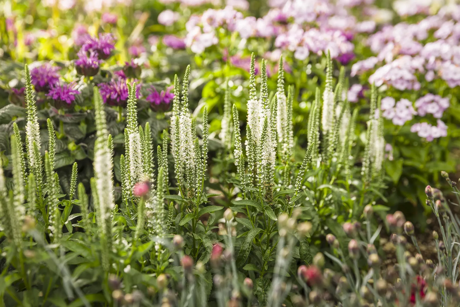 'White Wands' Spike Speedwell (Veronica hybrid) — information and resources