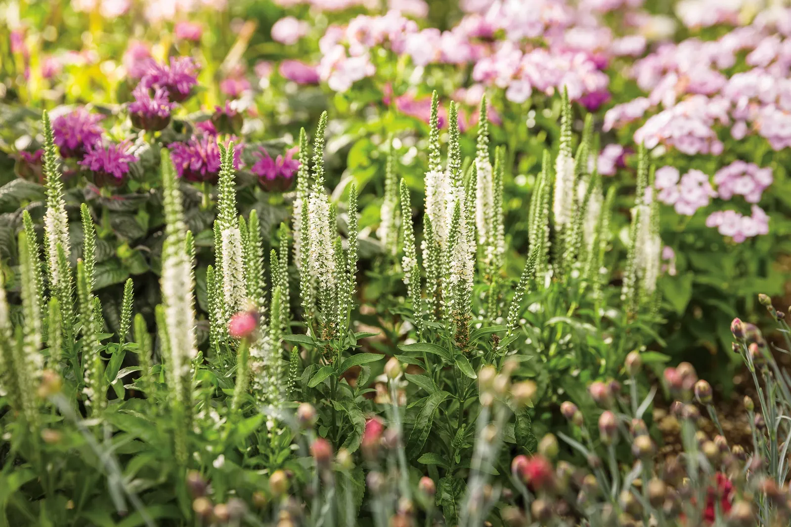 'White Wands' Spike Speedwell (Veronica hybrid) — Proven Winners - Magic Show® 'White Wands' - Spike Speedwell - Veronica hybrid white plant details