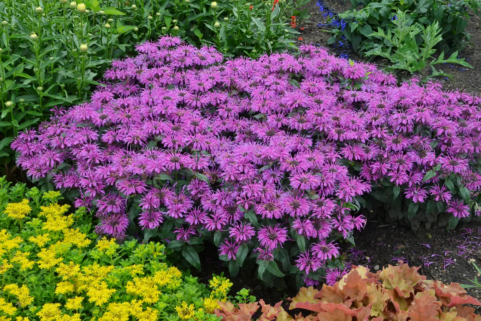 'Leading Lady Plum' Bee Balm (Monarda hybrid) — magenta-purple flowers over dark green foliage