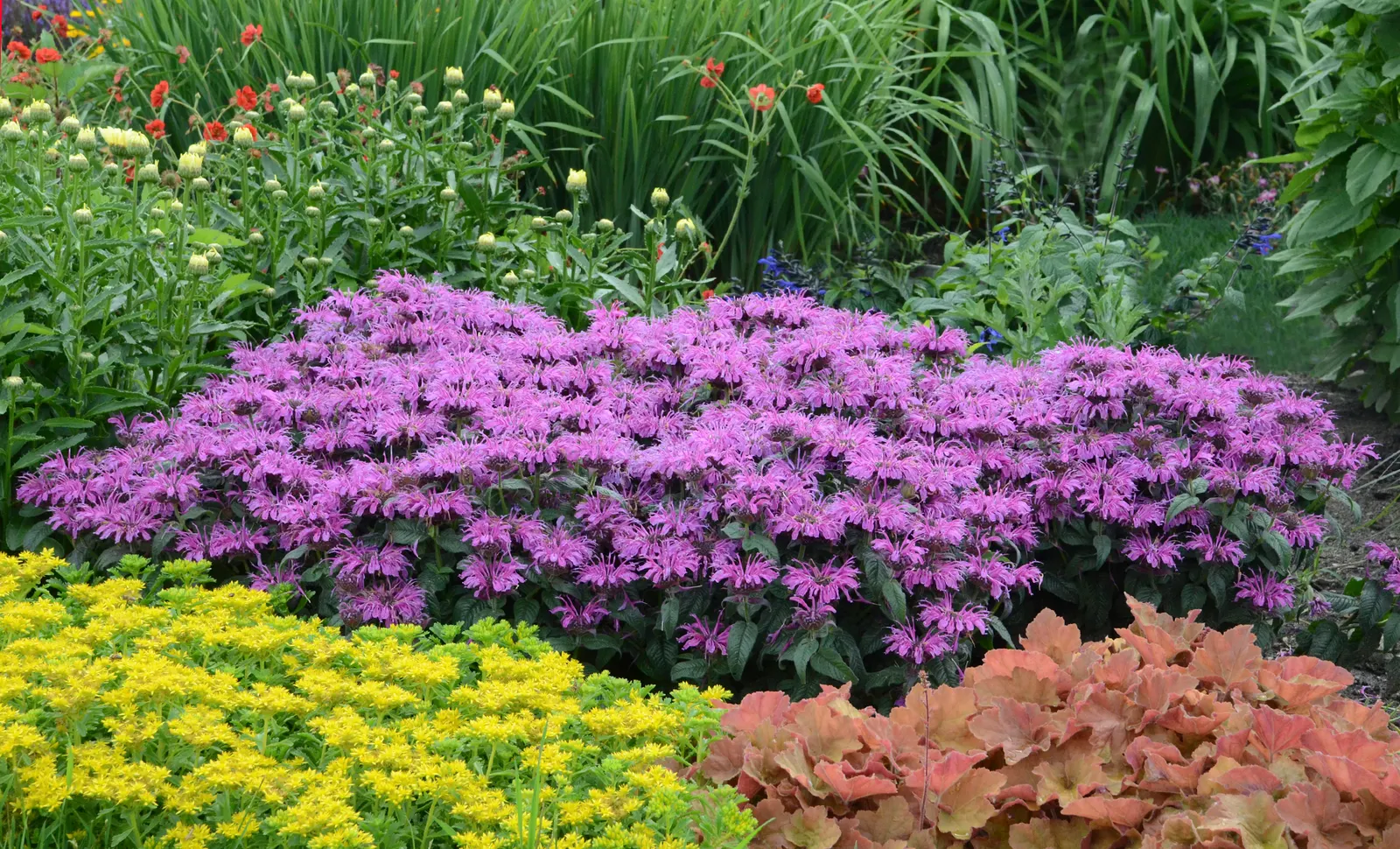 'Leading Lady Plum' Bee Balm (Monarda hybrid) — Monarda hybrid 'Leading Lady Plum' is a compact bee balm with fragrant