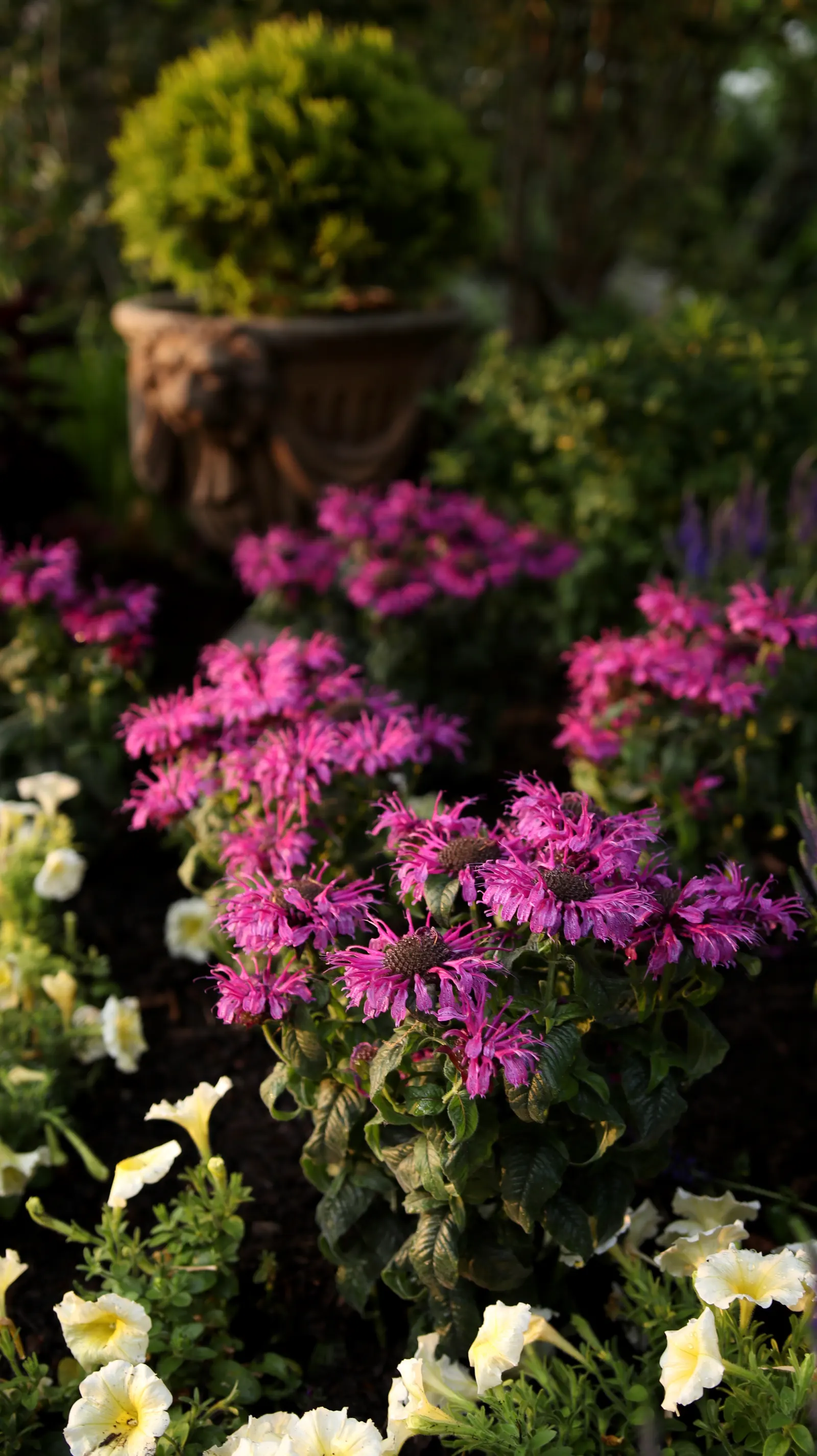 'Leading Lady Plum' Bee Balm (Monarda hybrid) — average to fertile soil and good air circulation
