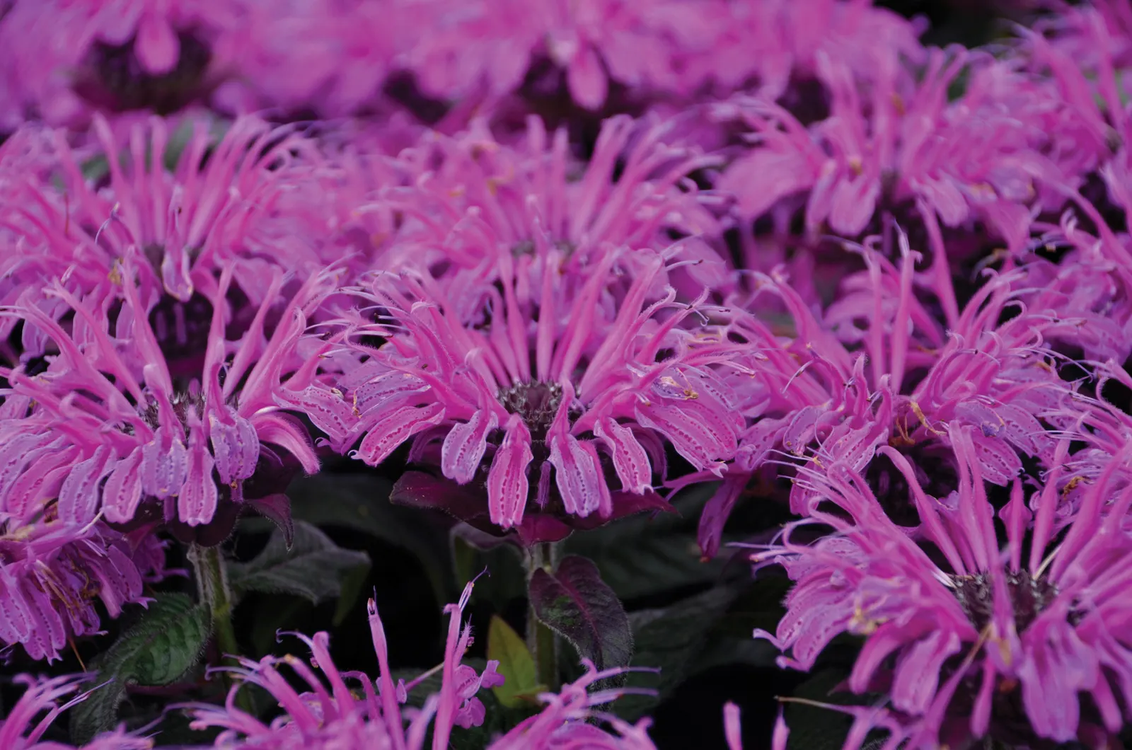 'Leading Lady Plum' Bee Balm (Monarda hybrid) — The Monarda hybrid 'Leading Lady Plum'
