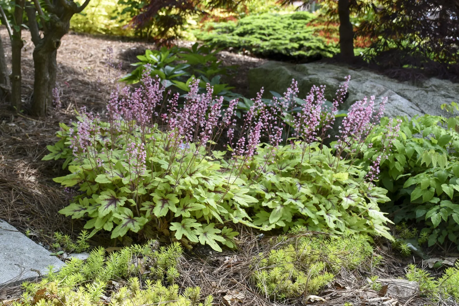 'Eye Spy' Foamy Bells (Heucherella hybrid) — and a bright companion for darker Heuchera