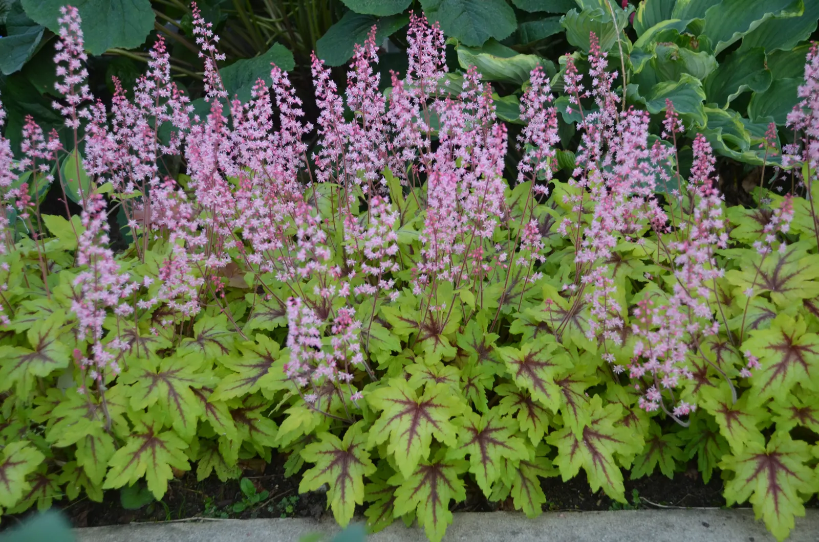 'Eye Spy' Foamy Bells (Heucherella hybrid) — It is particularly effective near shaded entries and front walks