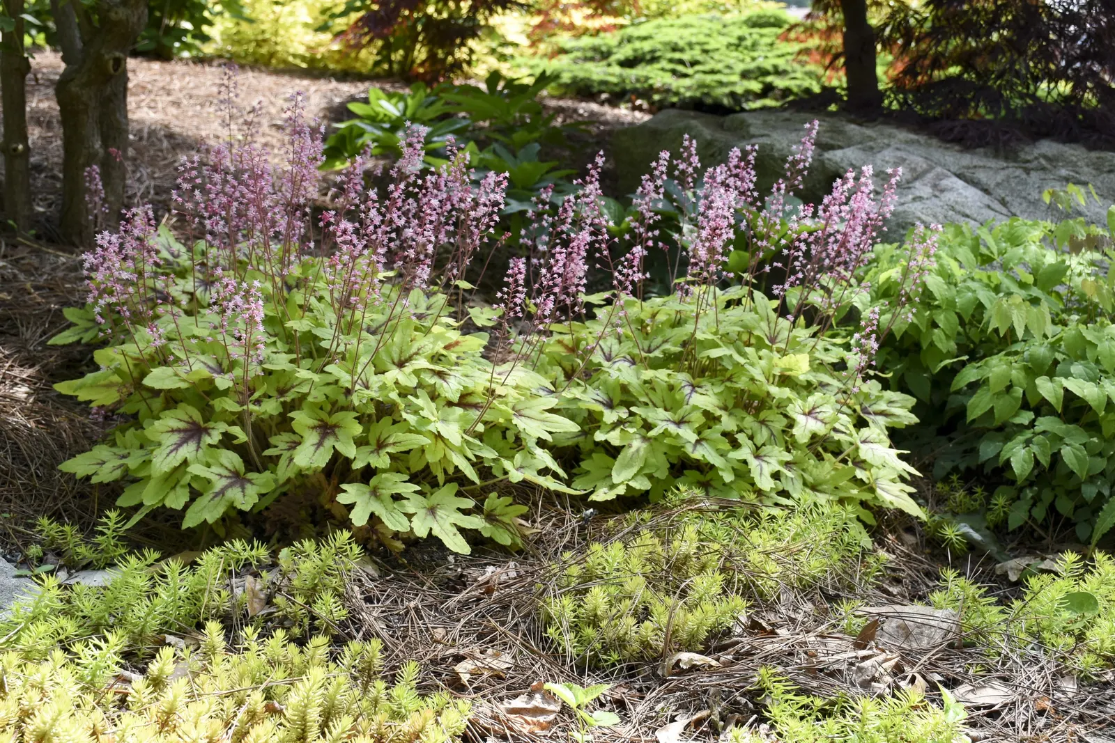 'Eye Spy' Foamy Bells (Heucherella hybrid) — 'Eye Spy' forms a tidy mound just 8 to 10 inches tall and 16 to 20 inches wide