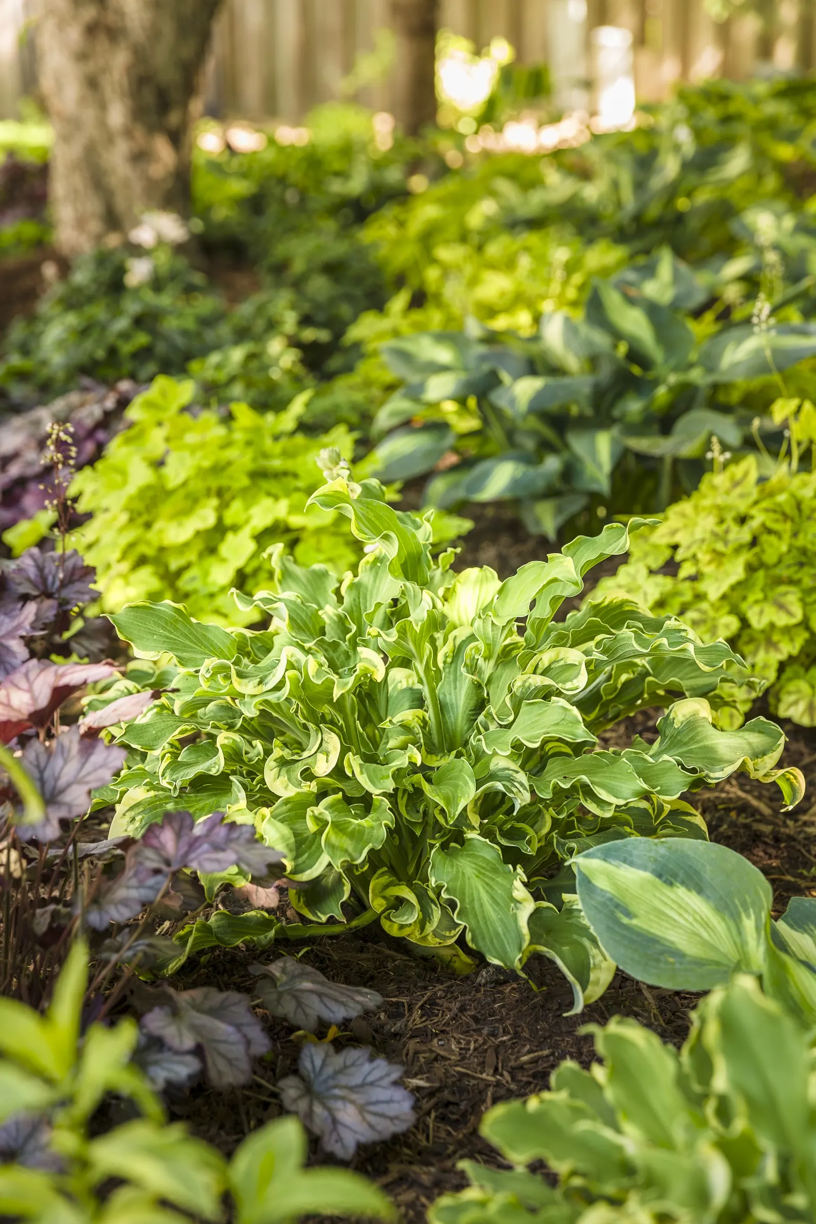 'Wheee!' Hosta (Hosta hybrid) — This delightfully fun, extremely ruffled hosta makes a distinctive specimen in shade gardens and containers; proven, image 22