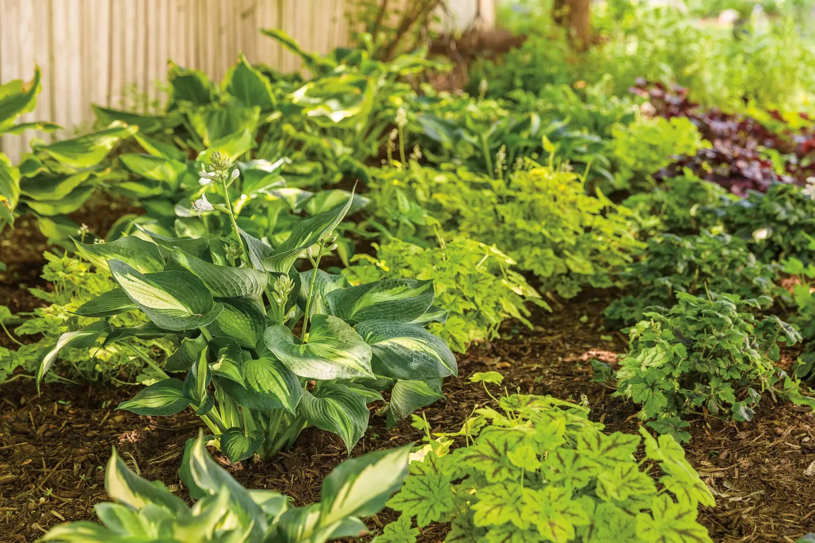 Giant 'Hudson Bay' Hosta (Hosta hybrid) — pairing blue-green margins with apple-green streaks and creamy centers
