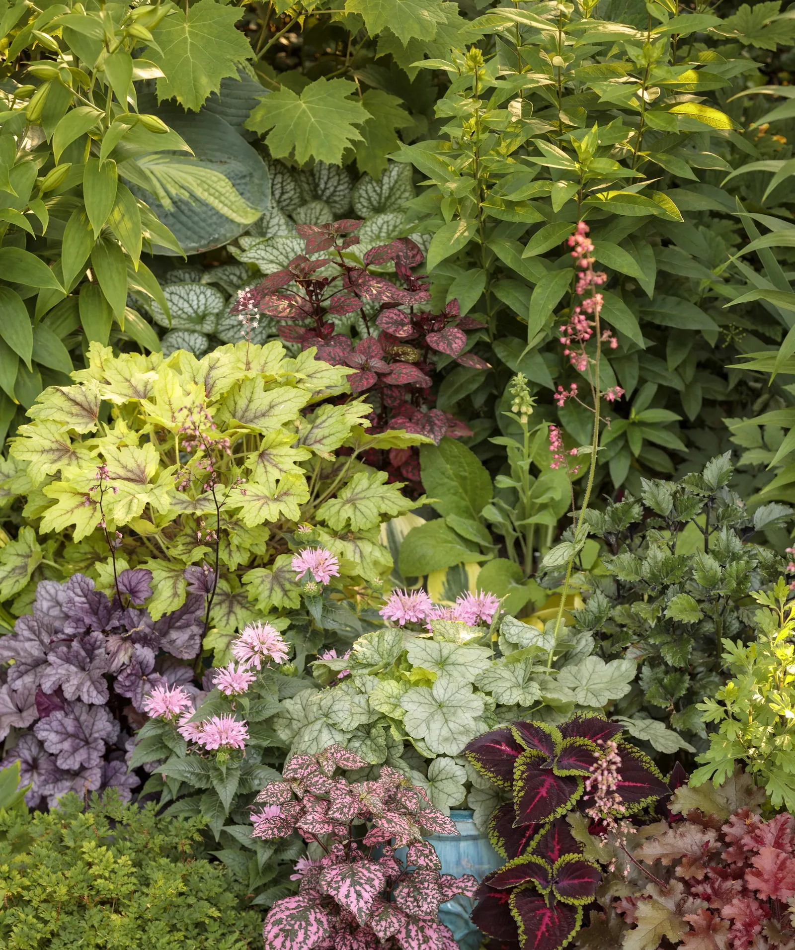 'Cherry Truffles' Coral Bells (Heuchera hybrid) — Trim back tattered foliage in early spring; plant in humus-rich, well-drained soil