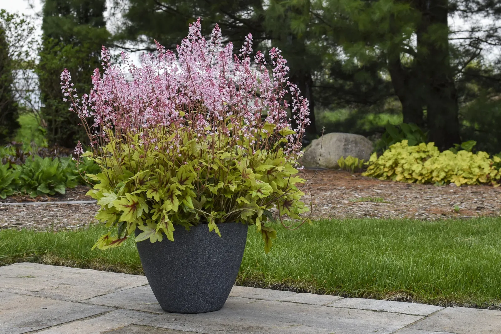 'Eye Spy' Foamy Bells (Heucherella hybrid) — its leaves emerge amber yellow with deep rose centers