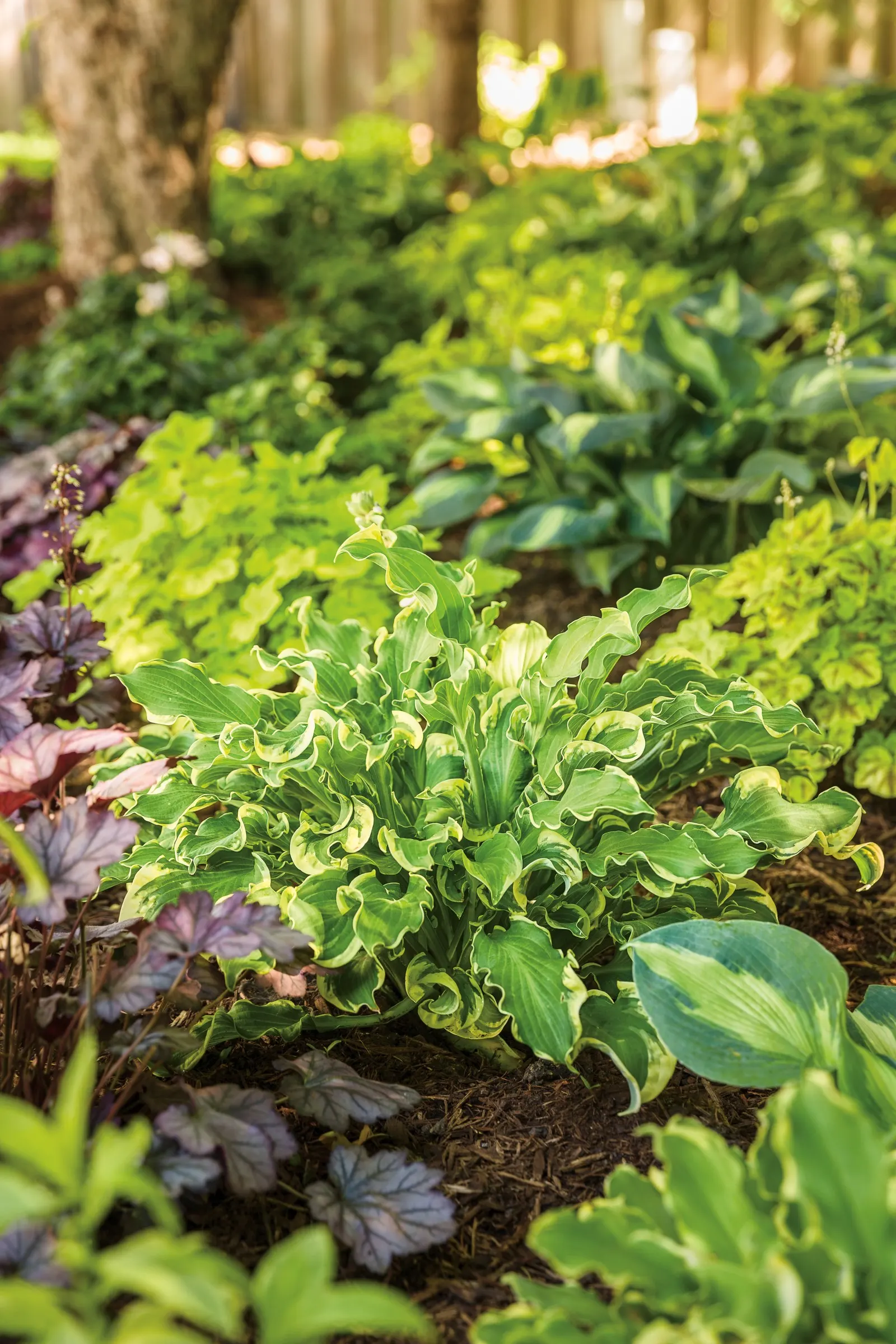 Giant 'Hudson Bay' Hosta (Hosta hybrid) — It matures 36-40 inches tall and 60-72 inches wide