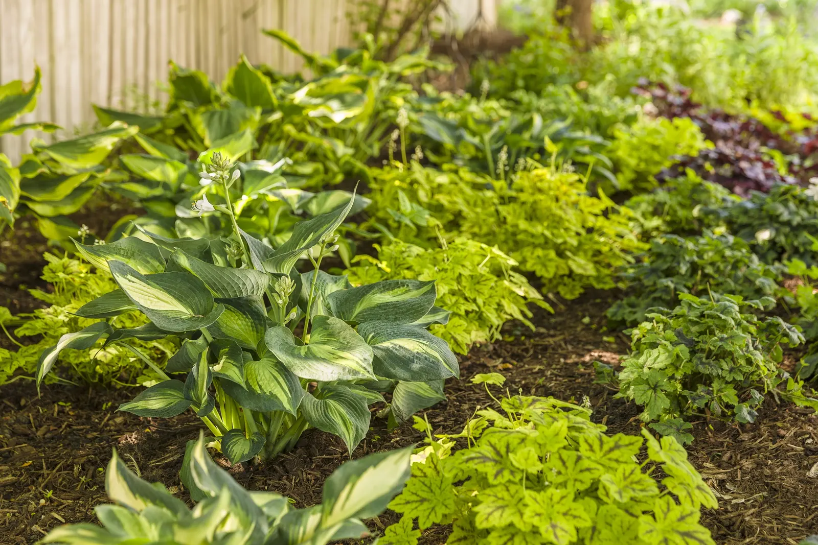 Giant 'Hudson Bay' Hosta (Hosta hybrid) — The Hosta hybrid Giant 'Hudson Bay'